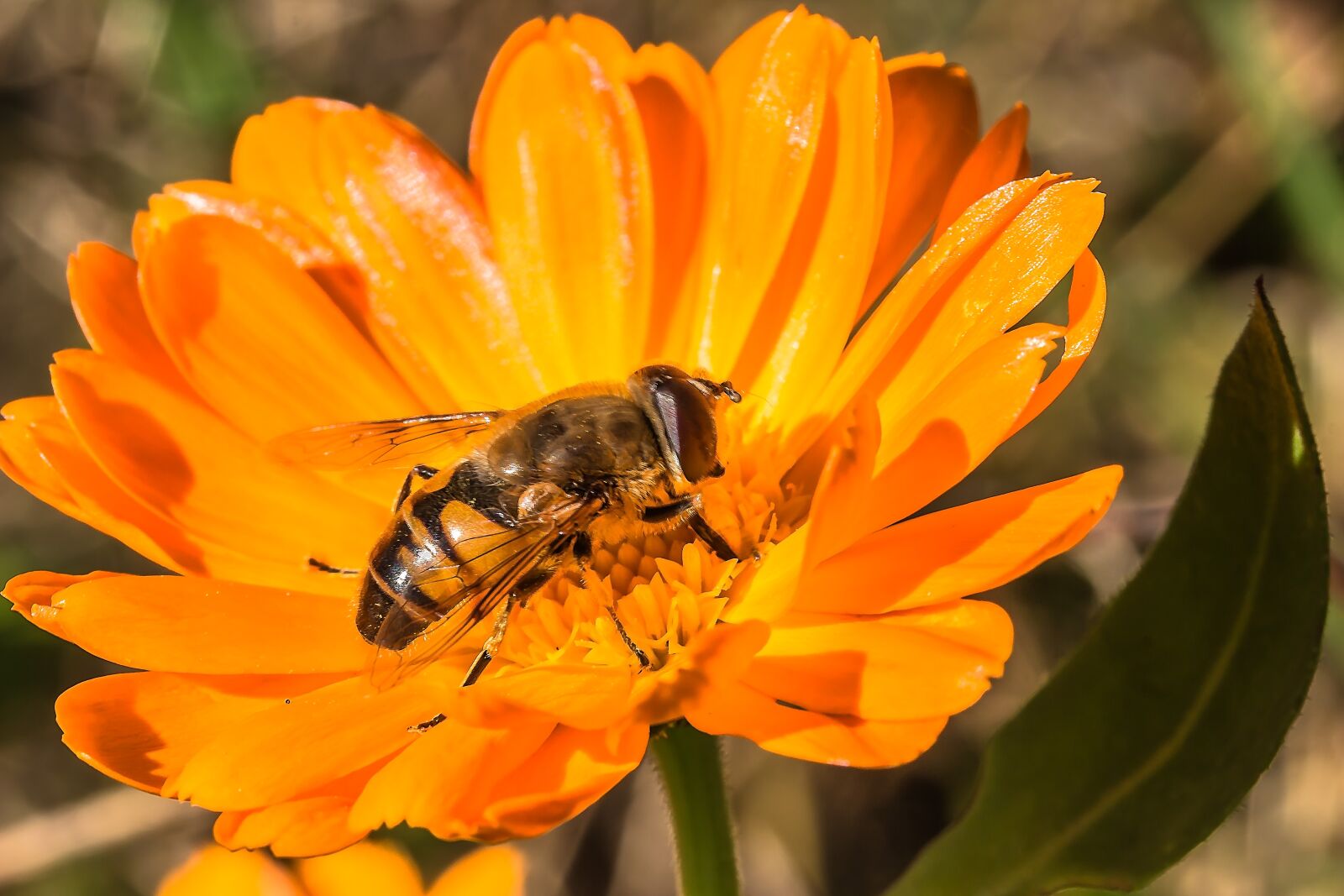 Canon EOS 650D (EOS Rebel T4i / EOS Kiss X6i) sample photo. Hover fly, insect, animal photography