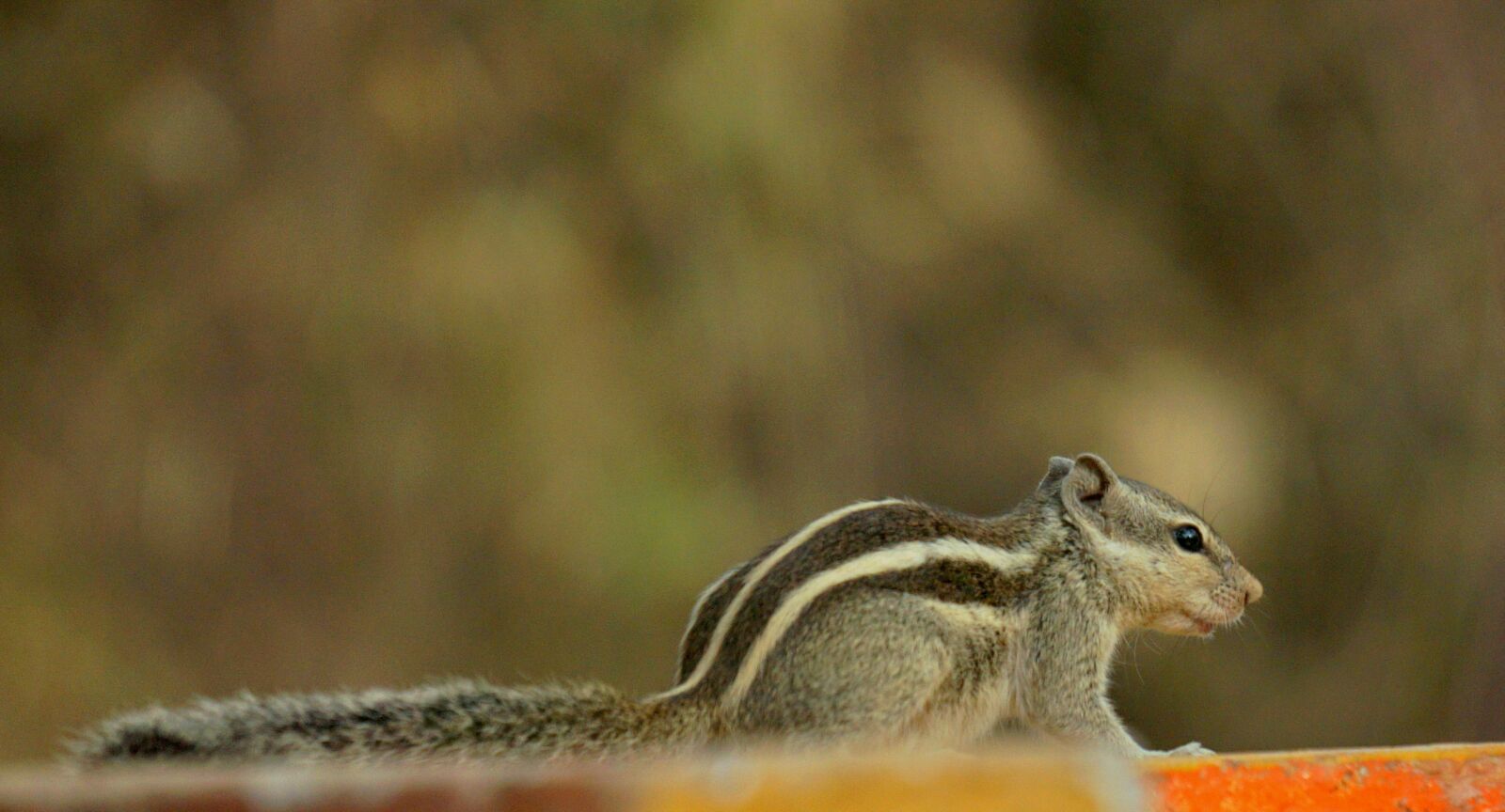 Sony a6000 sample photo. Squirel, bharat, wildlife photography