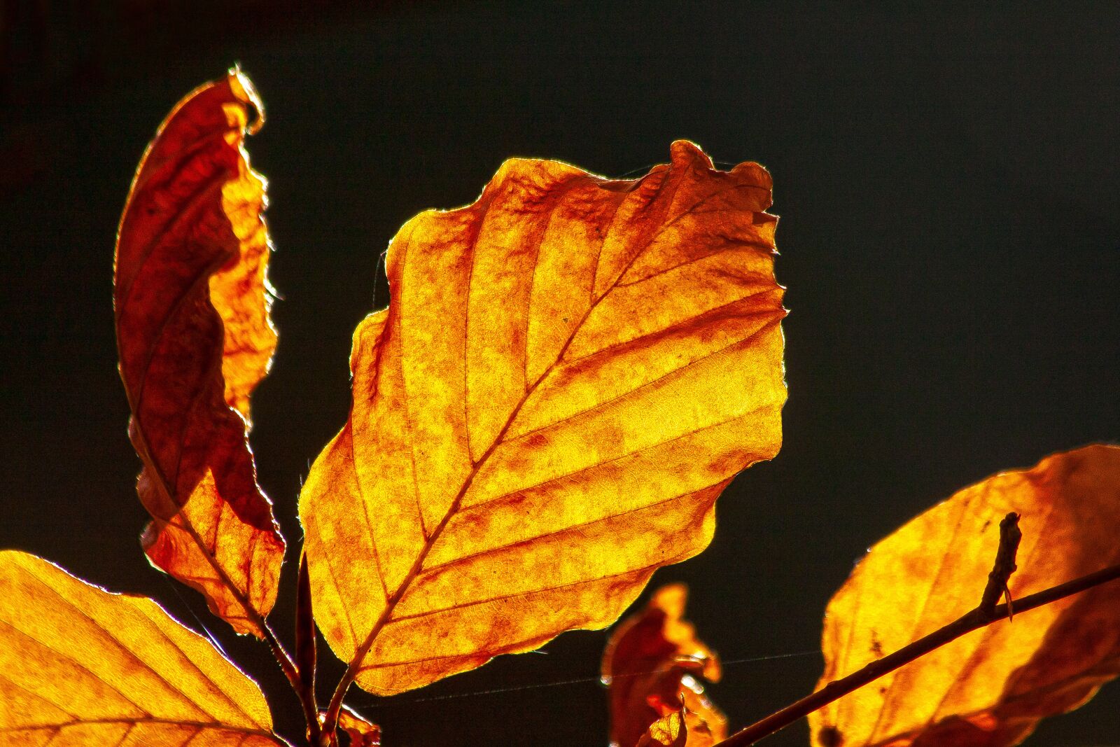 Canon EOS 50D sample photo. Autumn, colorful, leaves photography