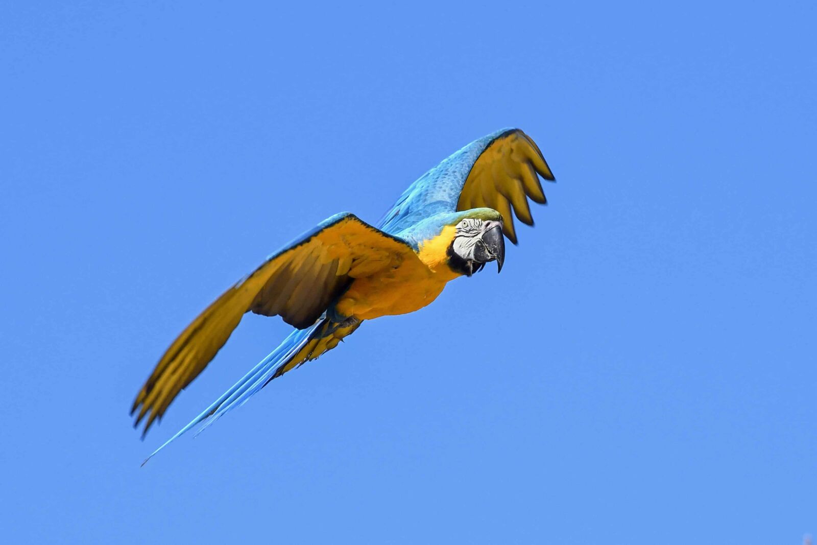 Nikon D500 sample photo. Flight, bird, sky, outdoor photography