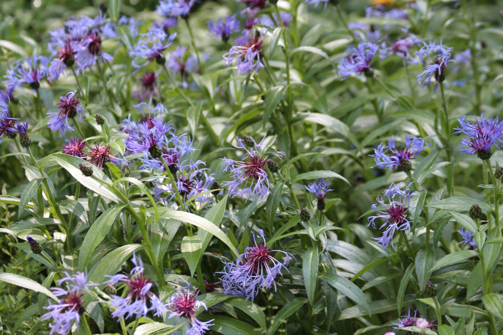 Canon EOS 650D (EOS Rebel T4i / EOS Kiss X6i) sample photo. Cornflowers, flowers, flora photography