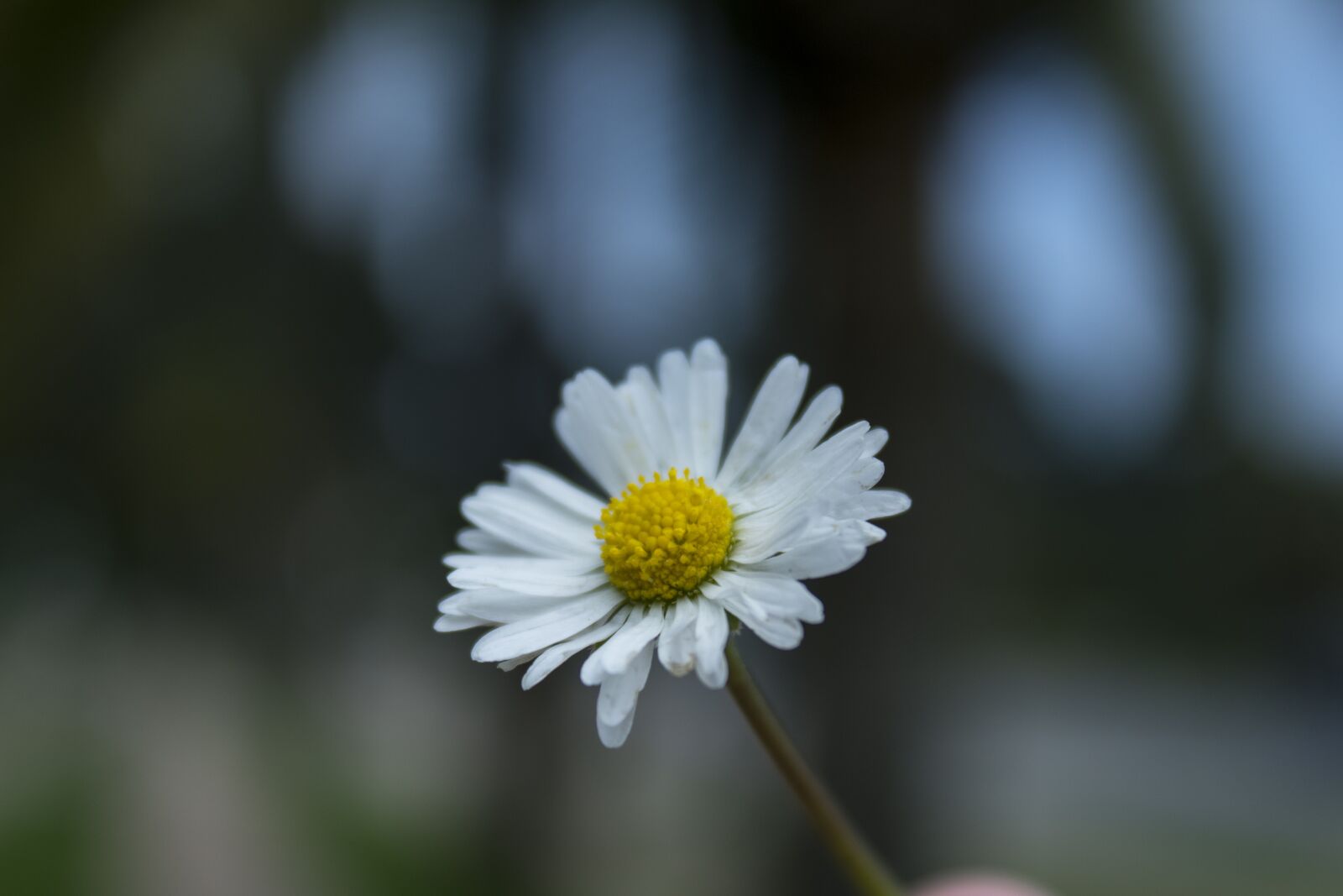Canon EOS 1300D (EOS Rebel T6 / EOS Kiss X80) sample photo. Flower, daisy, green photography