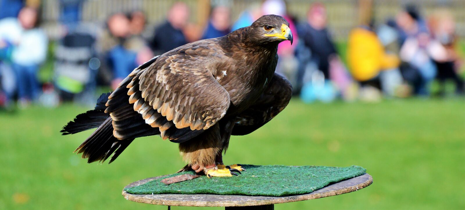 Nikon D3200 sample photo. Adler, bird of prey photography