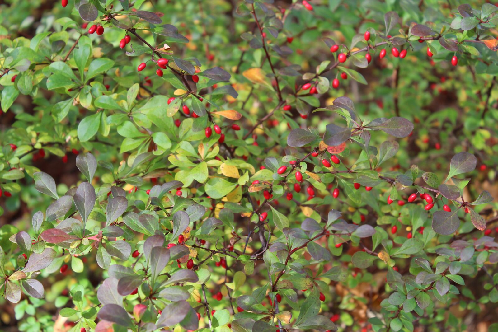 Canon EOS 1300D (EOS Rebel T6 / EOS Kiss X80) sample photo. Berries, bush, plant photography