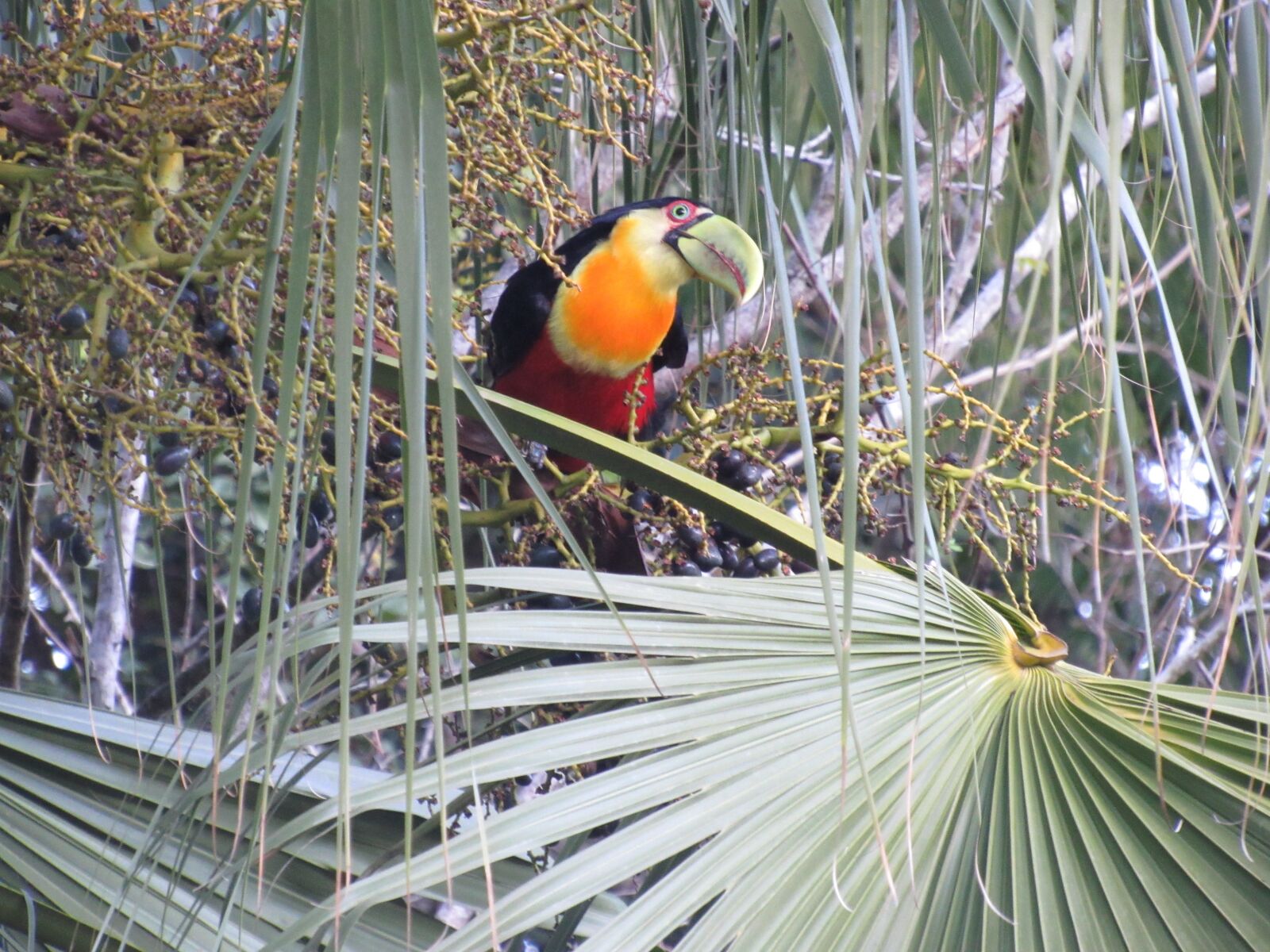 Canon PowerShot SX530 HS sample photo. Tucano, tropical, nature photography