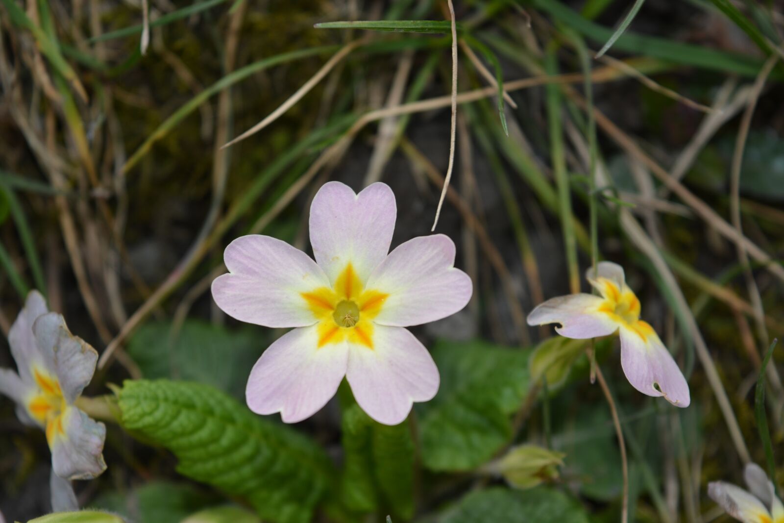 Nikon D5200 sample photo. Nature, pointed flower, flower photography