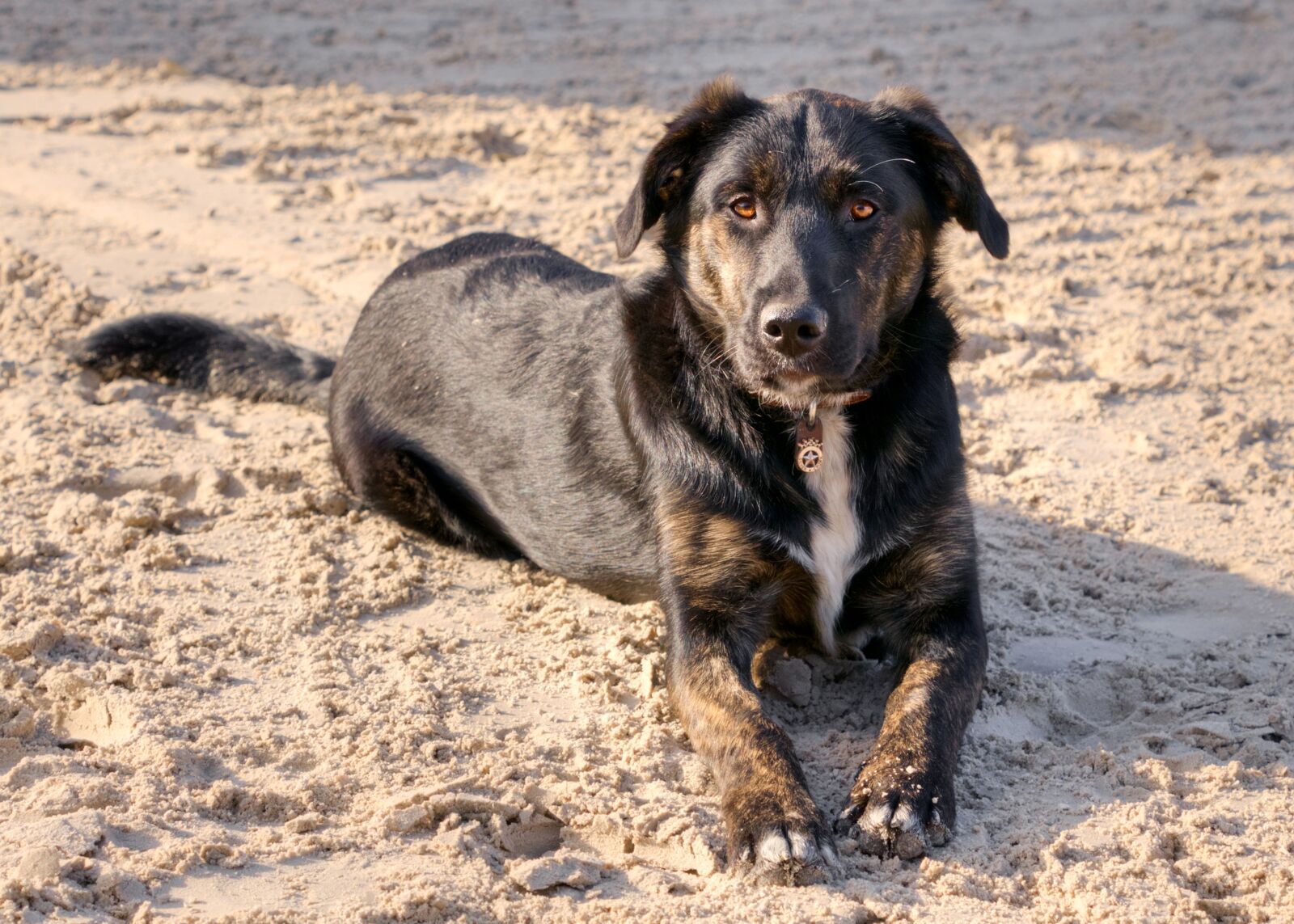 Nikon D300 sample photo. Dog, lying, look photography