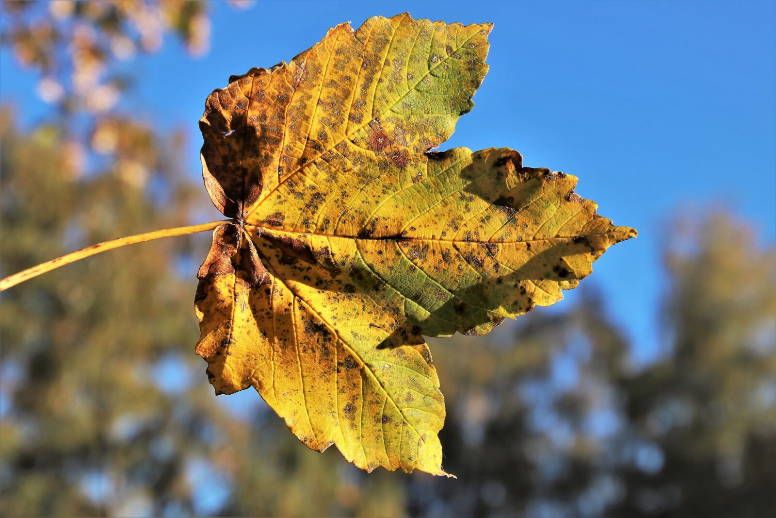 Canon EOS 80D sample photo. Colors of autumn, lived photography