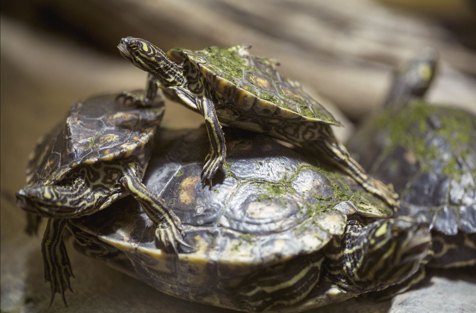 Canon EF 100mm F2.8L Macro IS USM sample photo. Turtles, animals, reptile photography