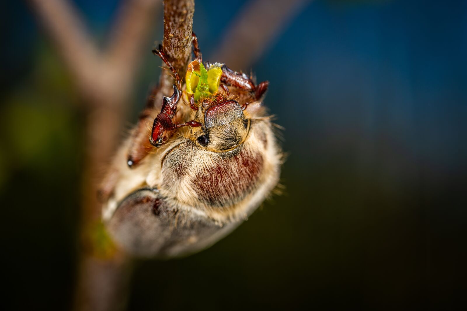 #124 65/2.8 sample photo. Insect, macro, beetle photography