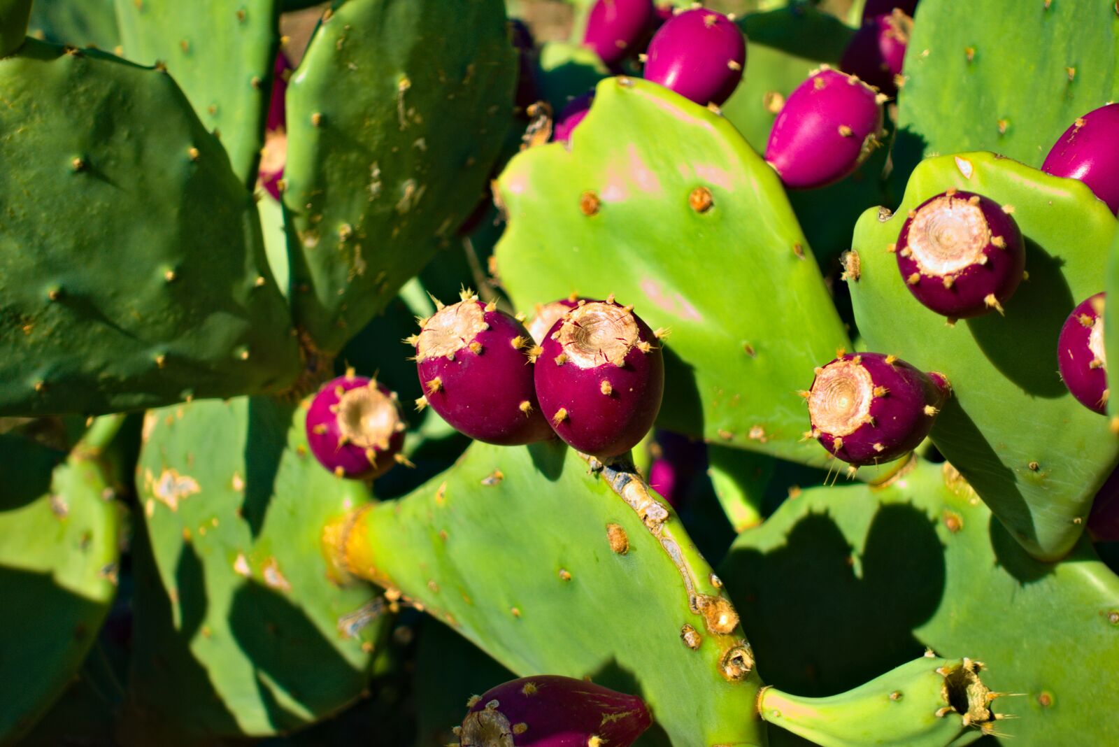 Sony DSC-RX100M5A sample photo. Prickly pear, cactus, green photography