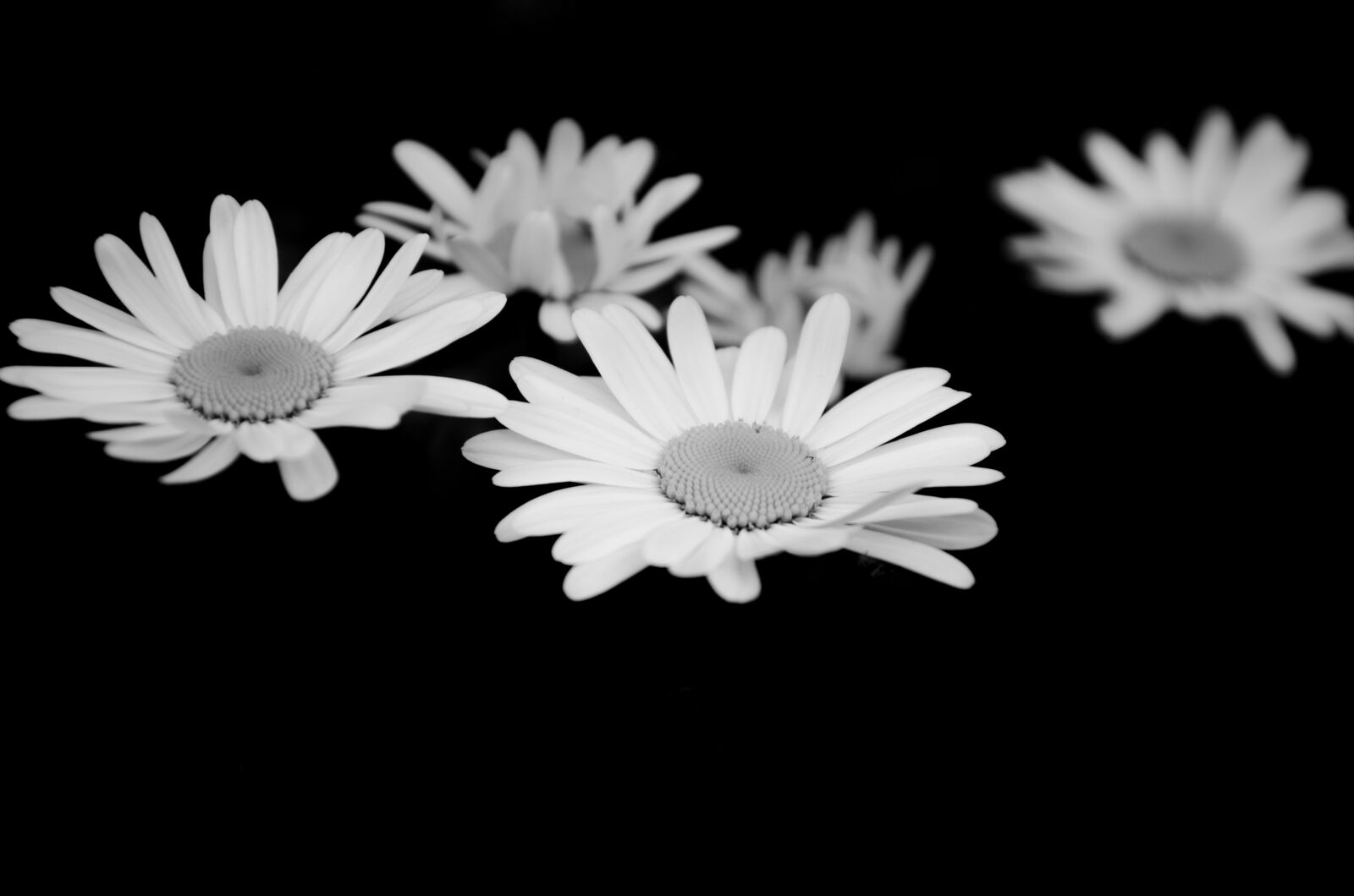 Nikon D5100 sample photo