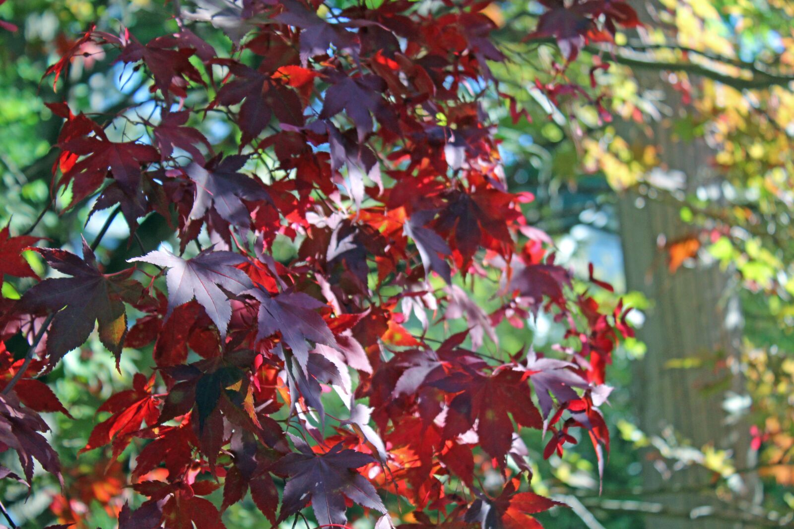 Canon EOS 1200D (EOS Rebel T5 / EOS Kiss X70 / EOS Hi) sample photo. Sunlight, red, leaves photography