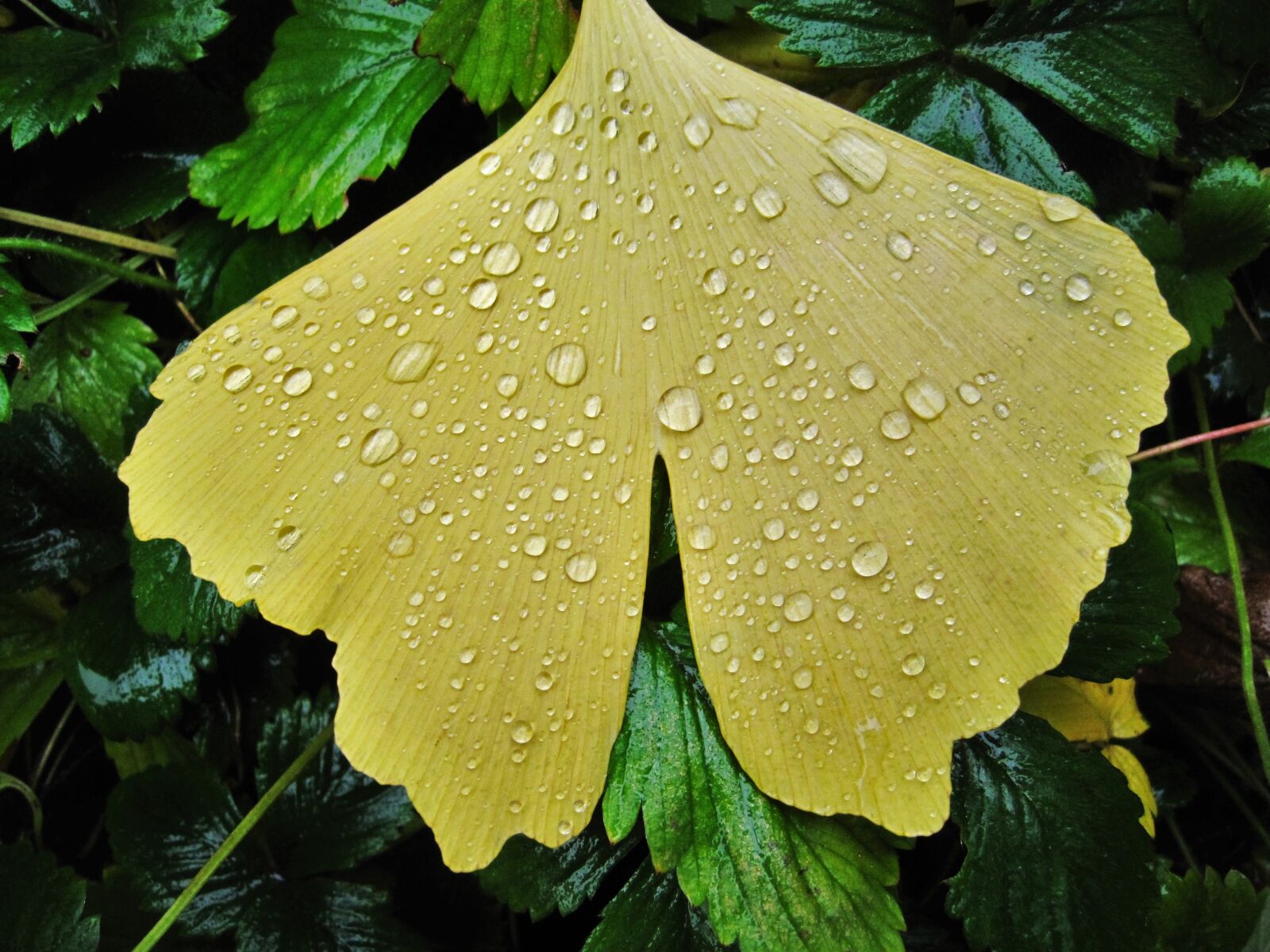 Canon PowerShot SD1200 IS (Digital IXUS 95 IS / IXY Digital 110 IS) sample photo. Ginkgo leaf, raindrop, fan-shaped photography