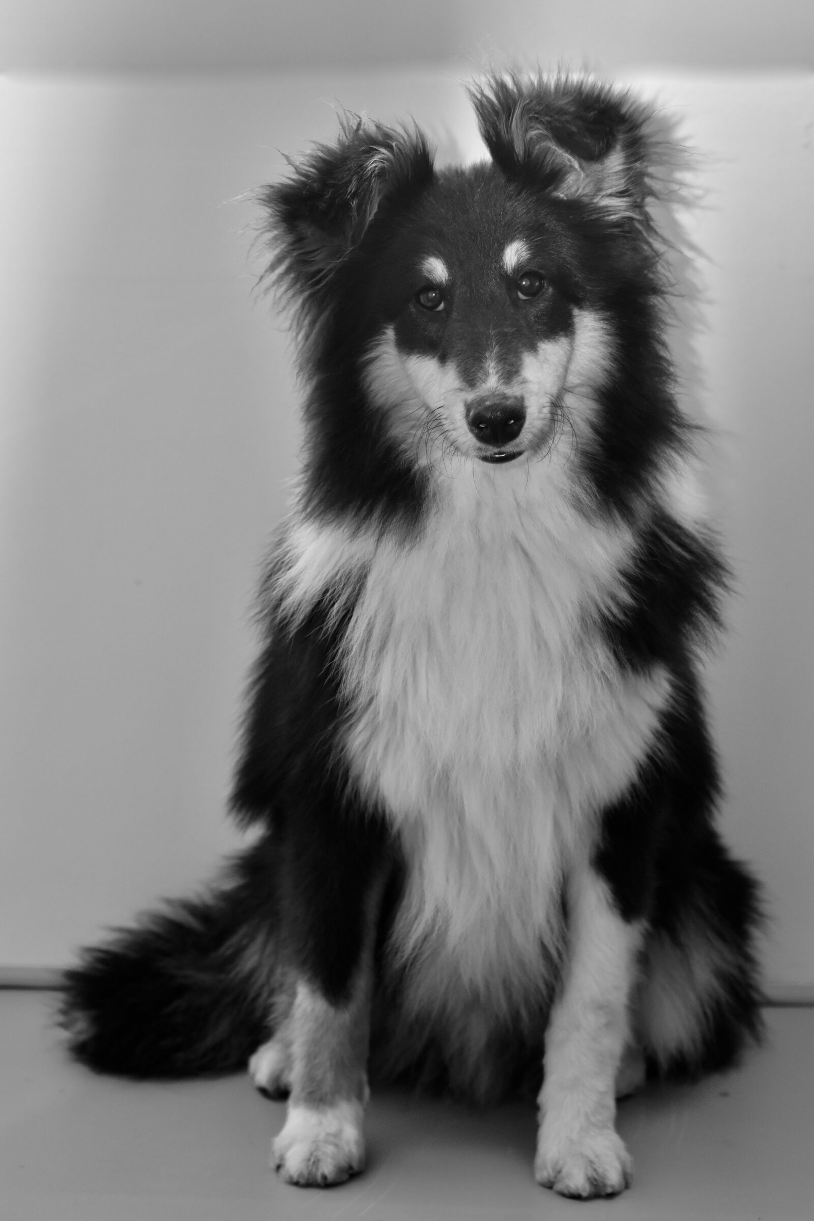 Nikon D5600 sample photo. Dog, pup, black and photography