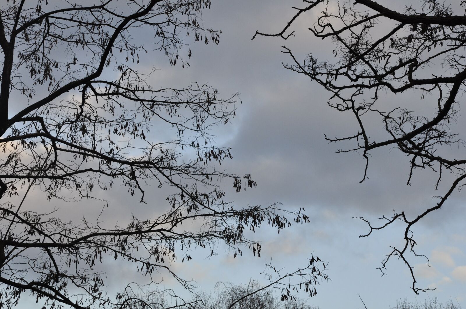 Nikon D5000 sample photo. Sky, aesthetic, tree photography