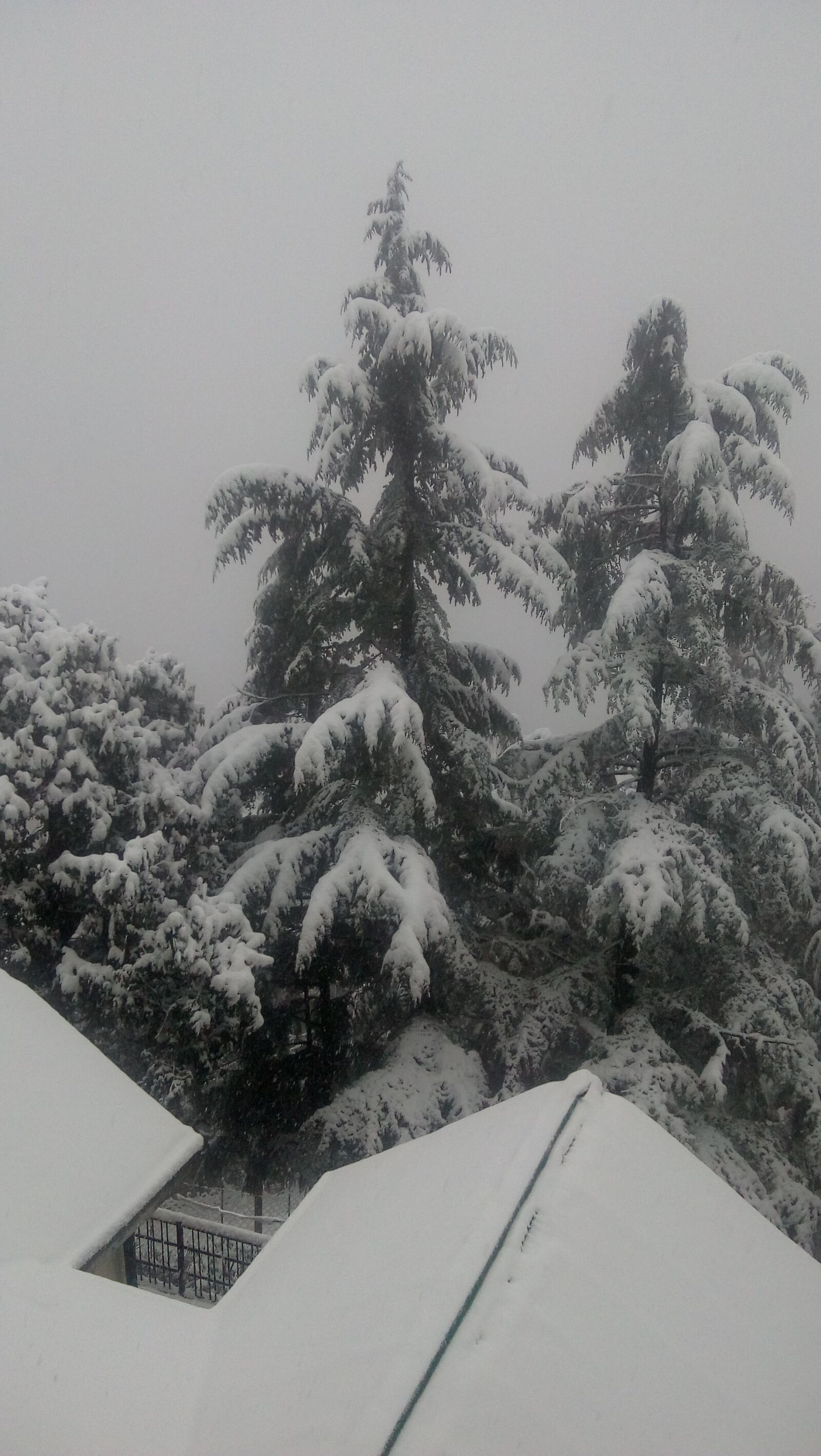 Motorola Moto C Plus sample photo. Snow, snowfall, shimla photography