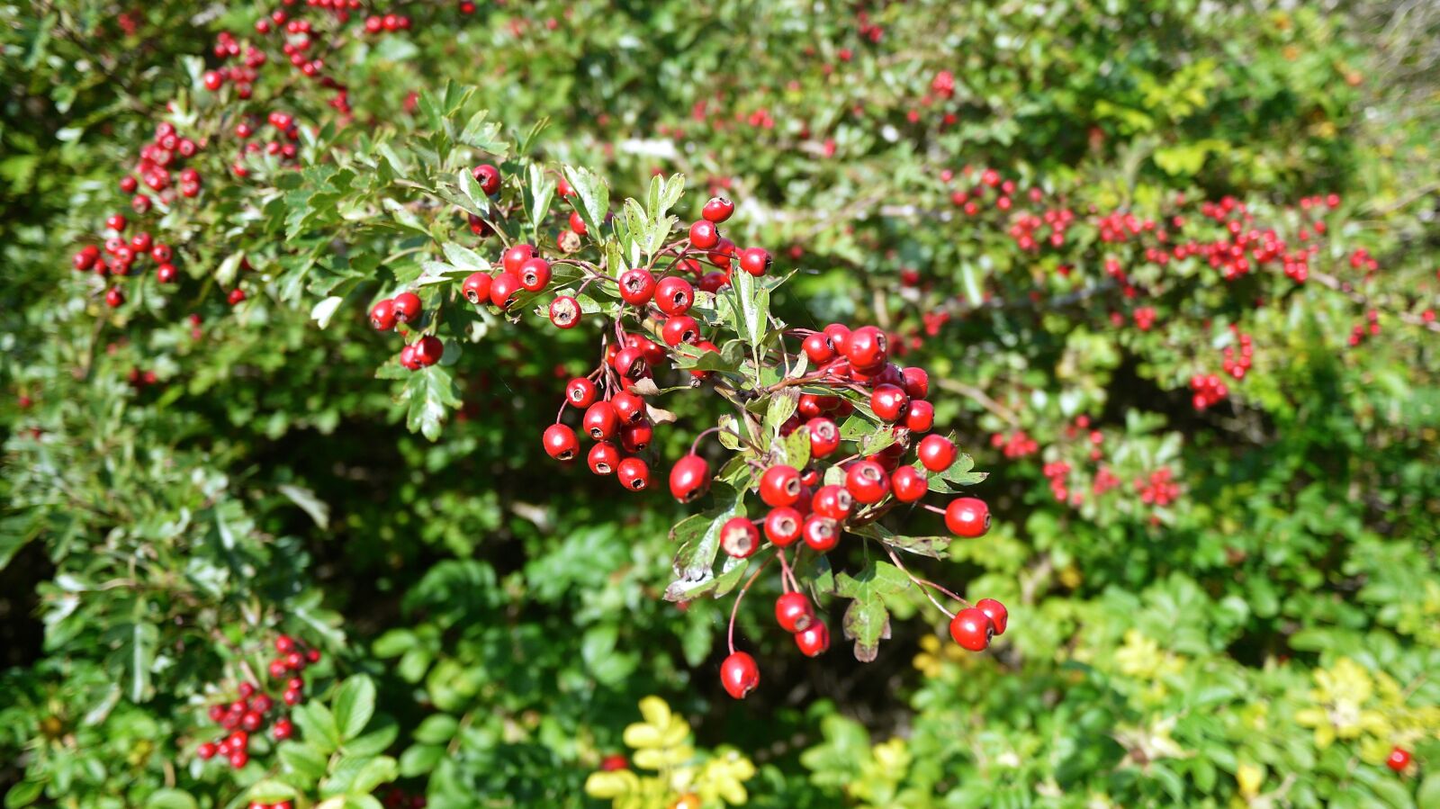 Panasonic Lumix DMC-GF3 sample photo. Hawthorn, hawthorn berries, berries photography