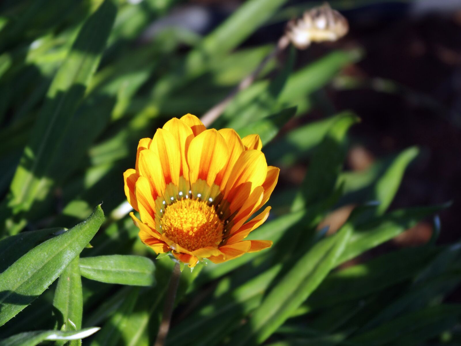 Pentax K-5 sample photo. Gaillarde, gaillarda, yellow photography