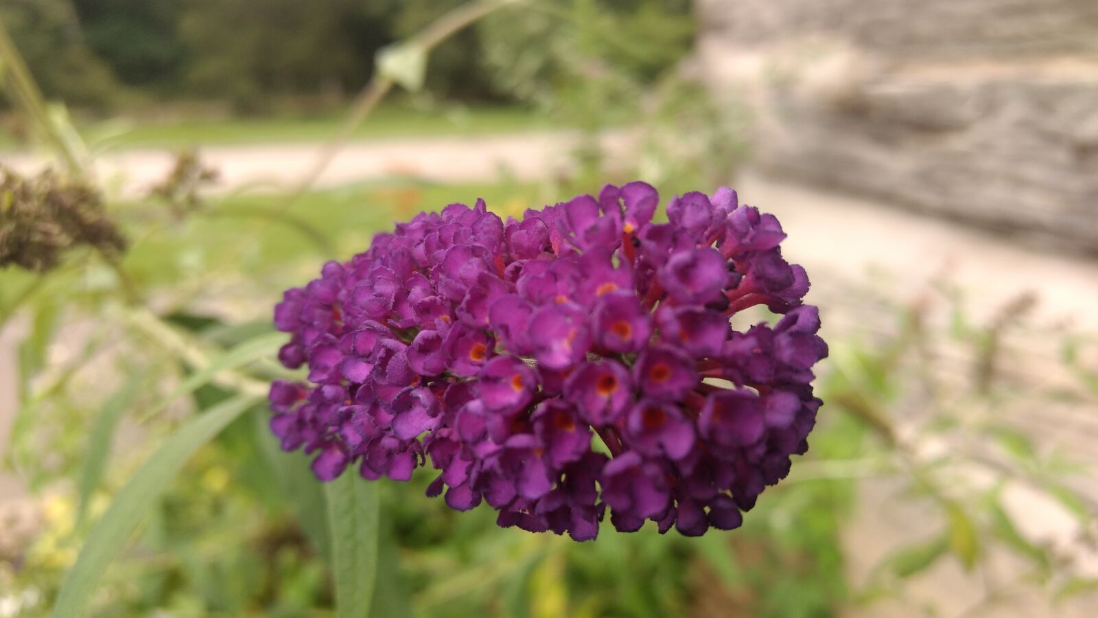 Motorola Moto G (4) sample photo
