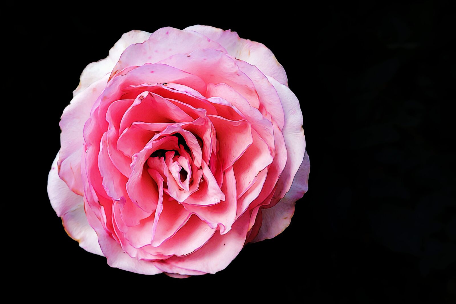 Nikon Coolpix P520 sample photo. Rose, graphic, pink photography