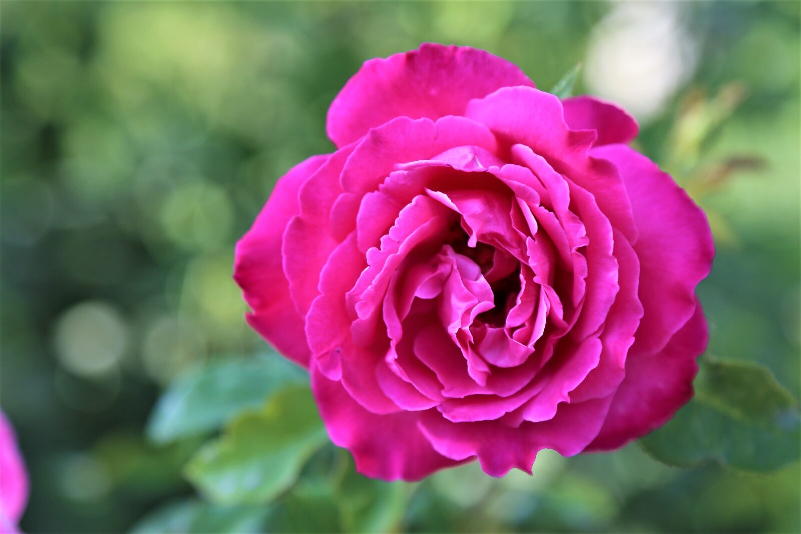 Canon EOS 5D Mark III sample photo. Rose, nature, flower photography