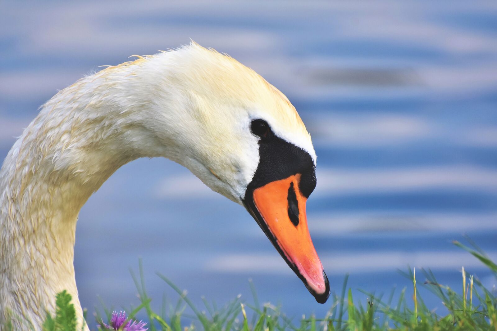 Nikon D7200 sample photo. Swan, gooseneck, water bird photography