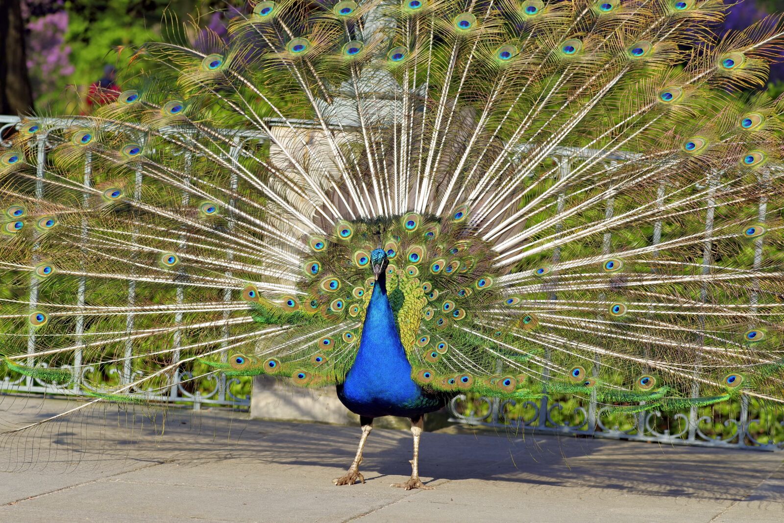Pentax K-S2 sample photo. Peacock, dashing, bird photography
