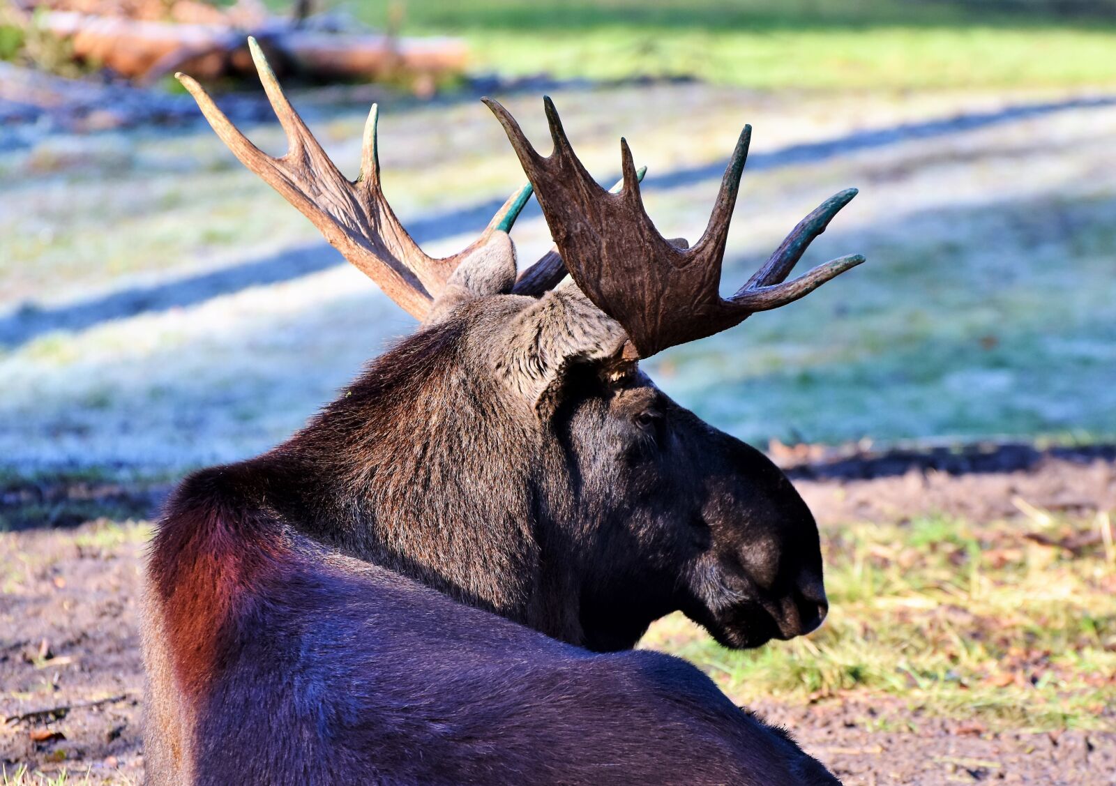 Nikon D7200 sample photo. Moose, bull moose, antler photography