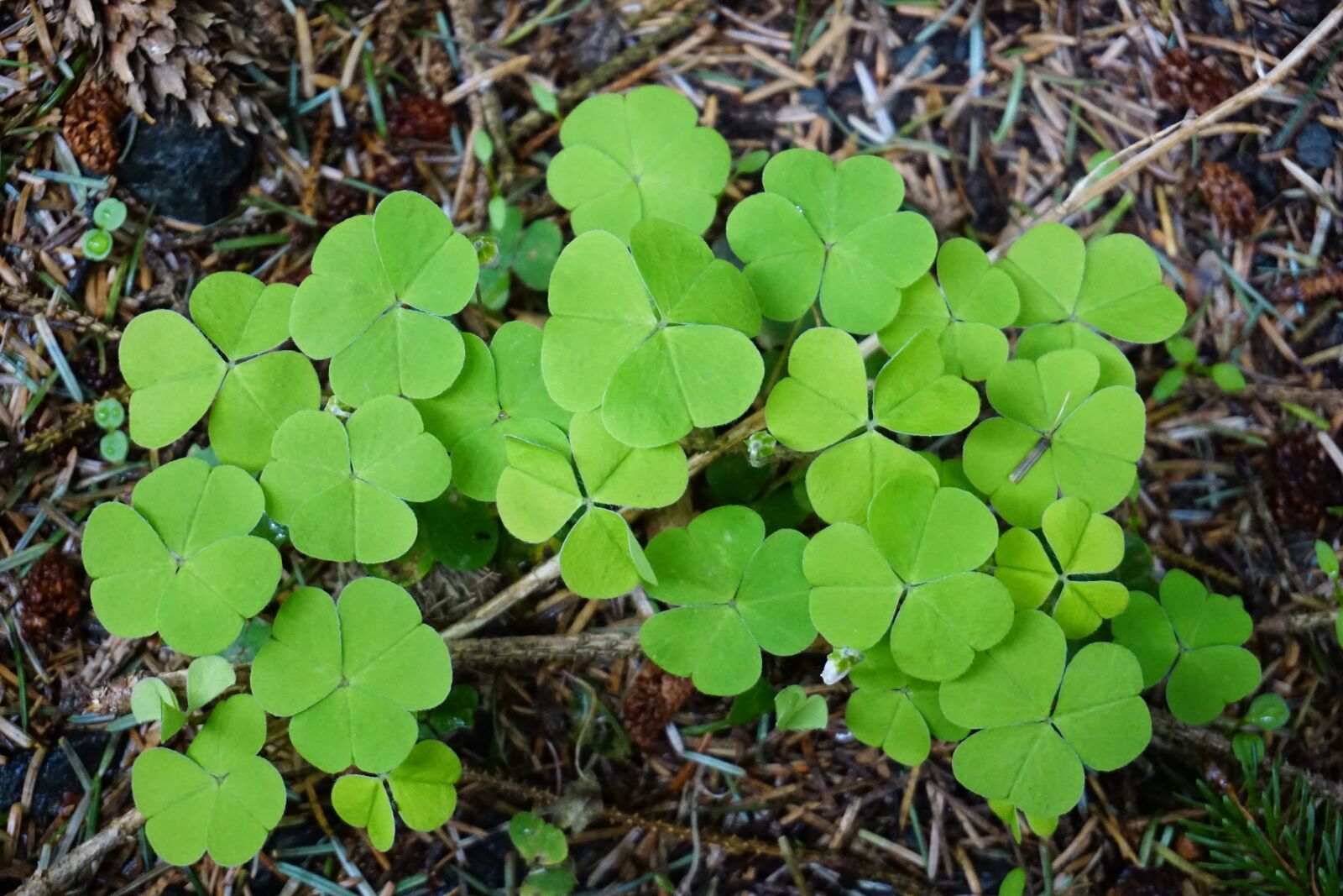 Sony a6000 sample photo. Shamrocks, forest floor, nature photography