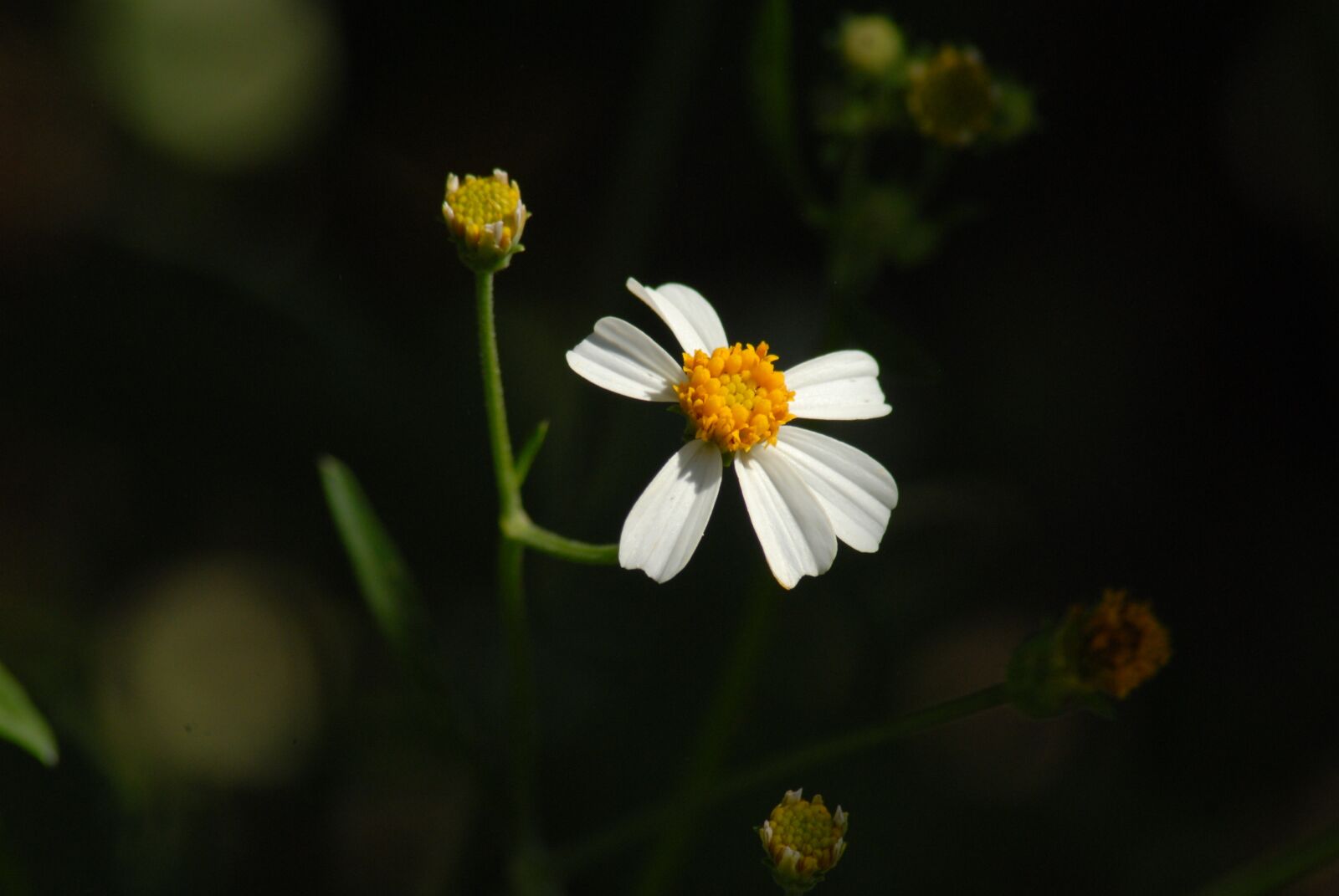 Nikon D200 sample photo. Flowers, flora, small flower photography