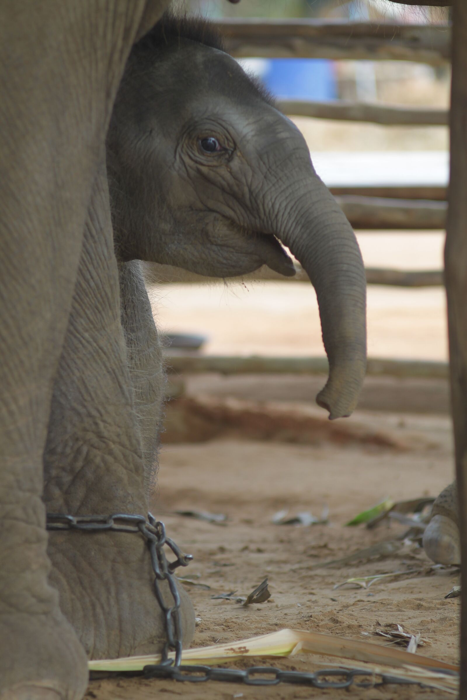 Canon EOS 1100D (EOS Rebel T3 / EOS Kiss X50) sample photo. Elephant, nature, the environment photography