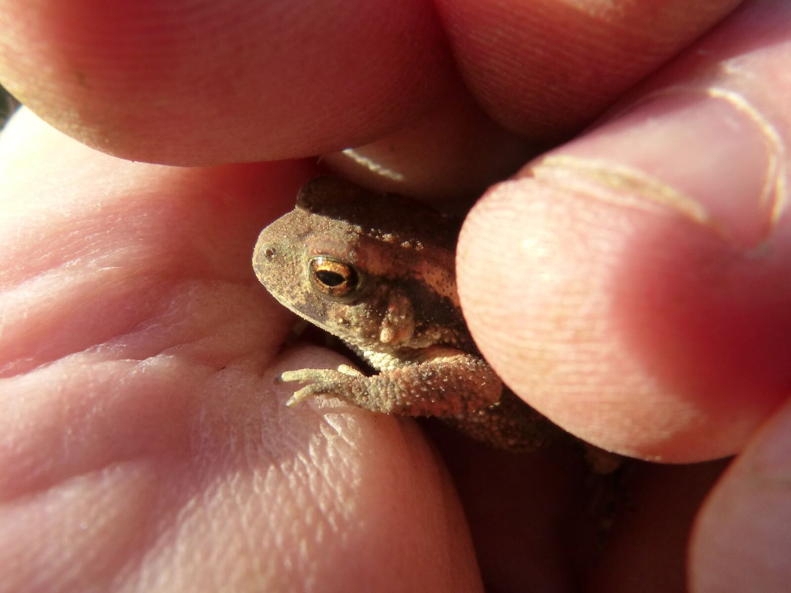 Panasonic DMC-FZ62 sample photo. Toad, sapito, small photography