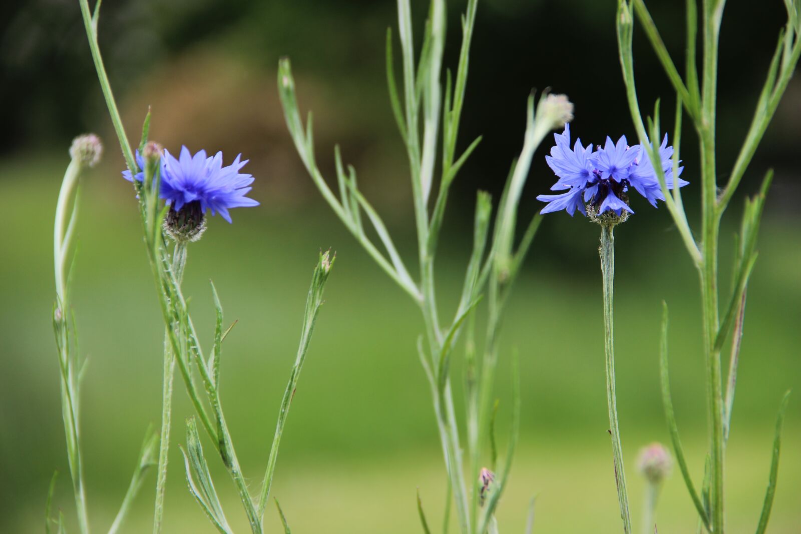 Canon EOS 600D (Rebel EOS T3i / EOS Kiss X5) sample photo. Flowers, flower, spring photography