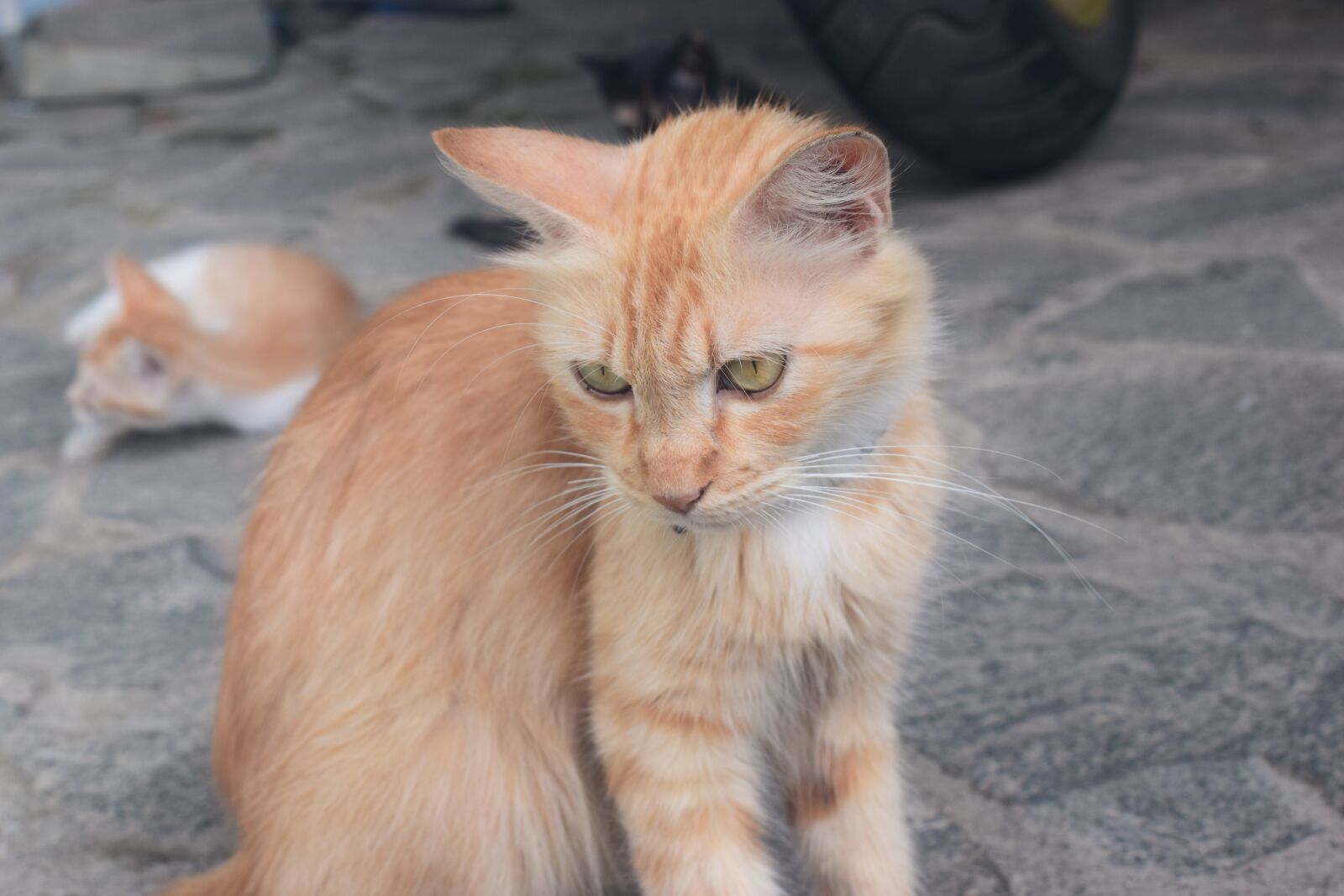 Nikon D3300 sample photo. Cat, moody, angry photography