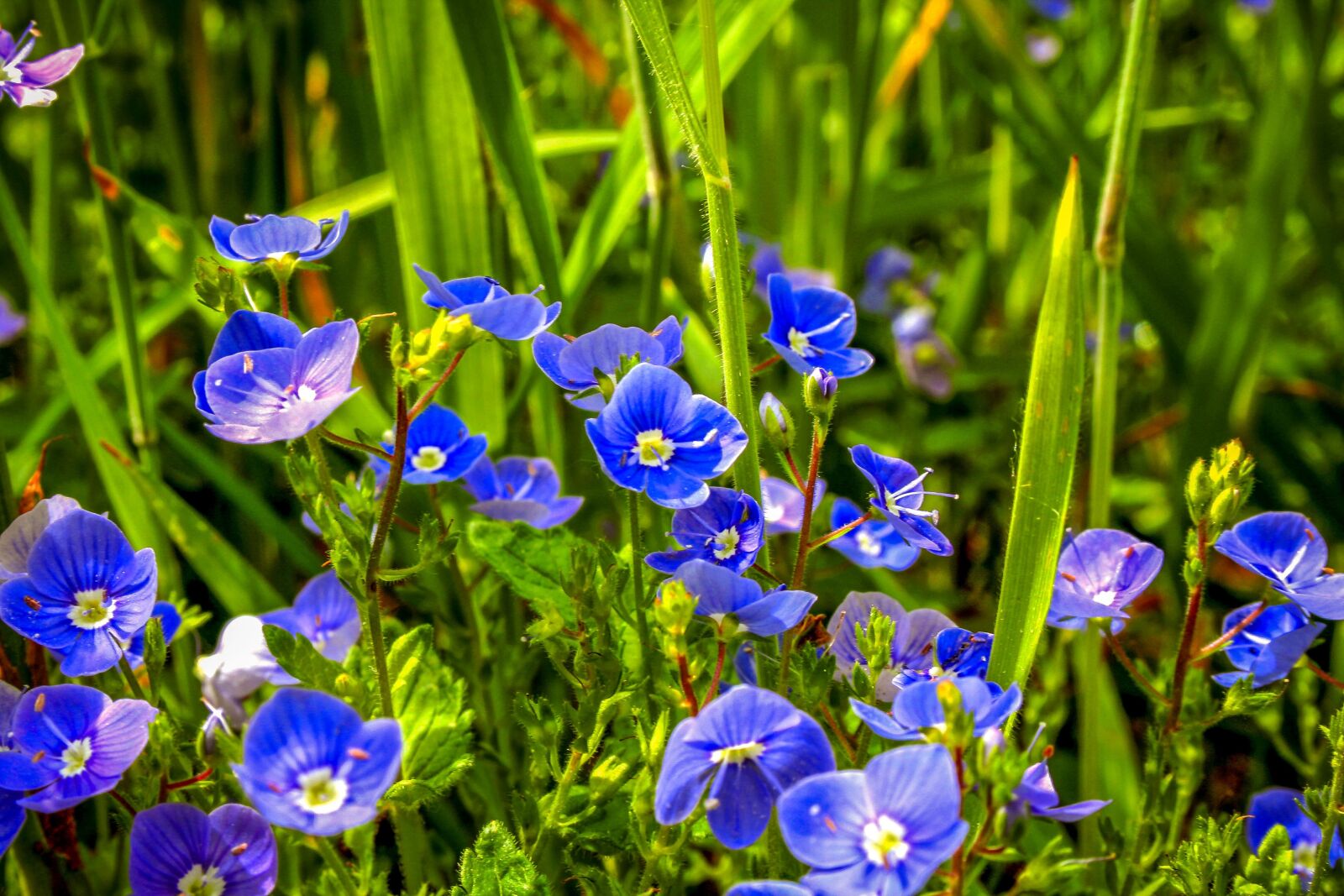 Canon EOS 350D (EOS Digital Rebel XT / EOS Kiss Digital N) sample photo. Germander speedwell, wild plant photography