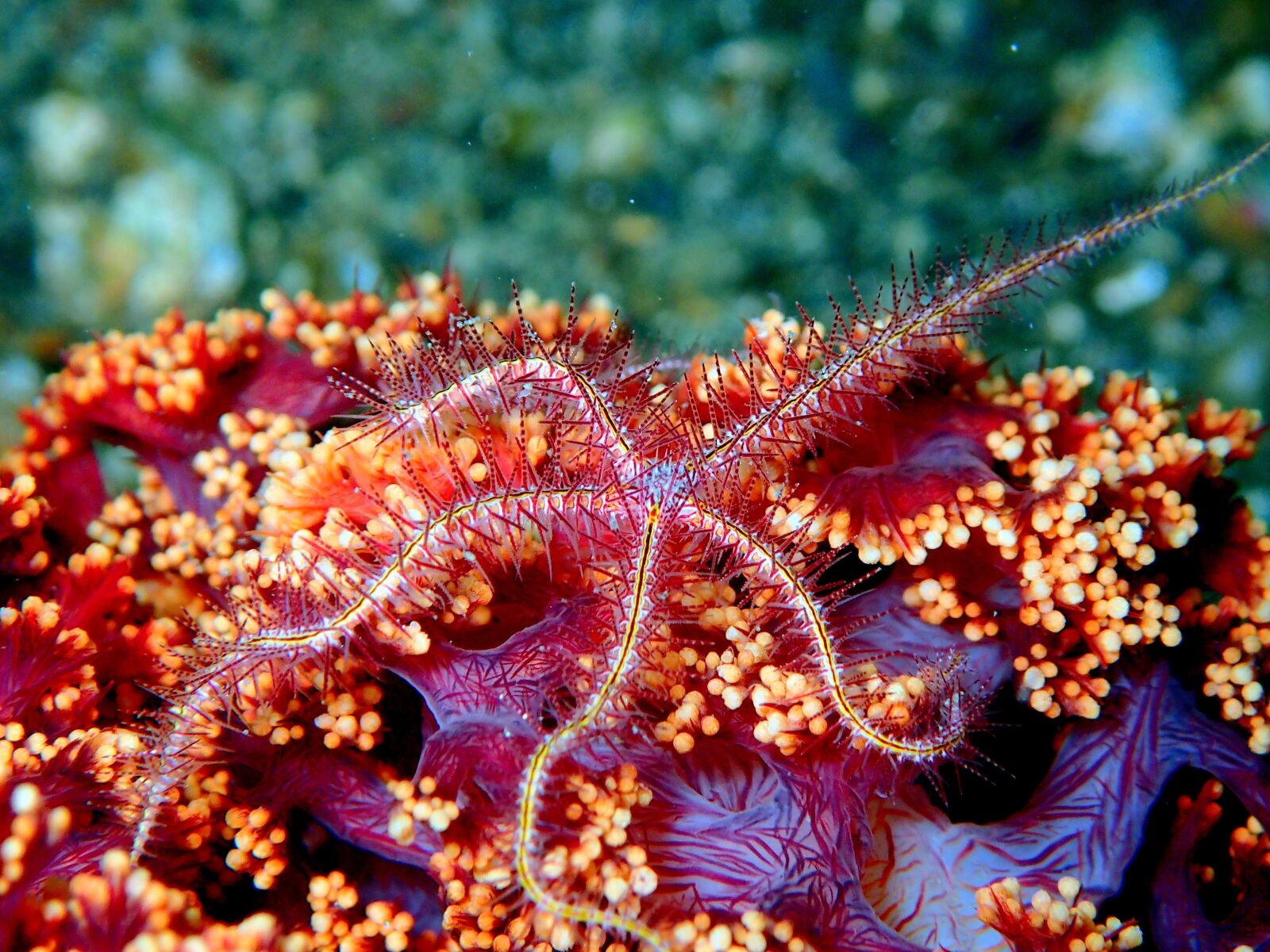 Olympus TG-4 sample photo. Sea star starfish, reef photography