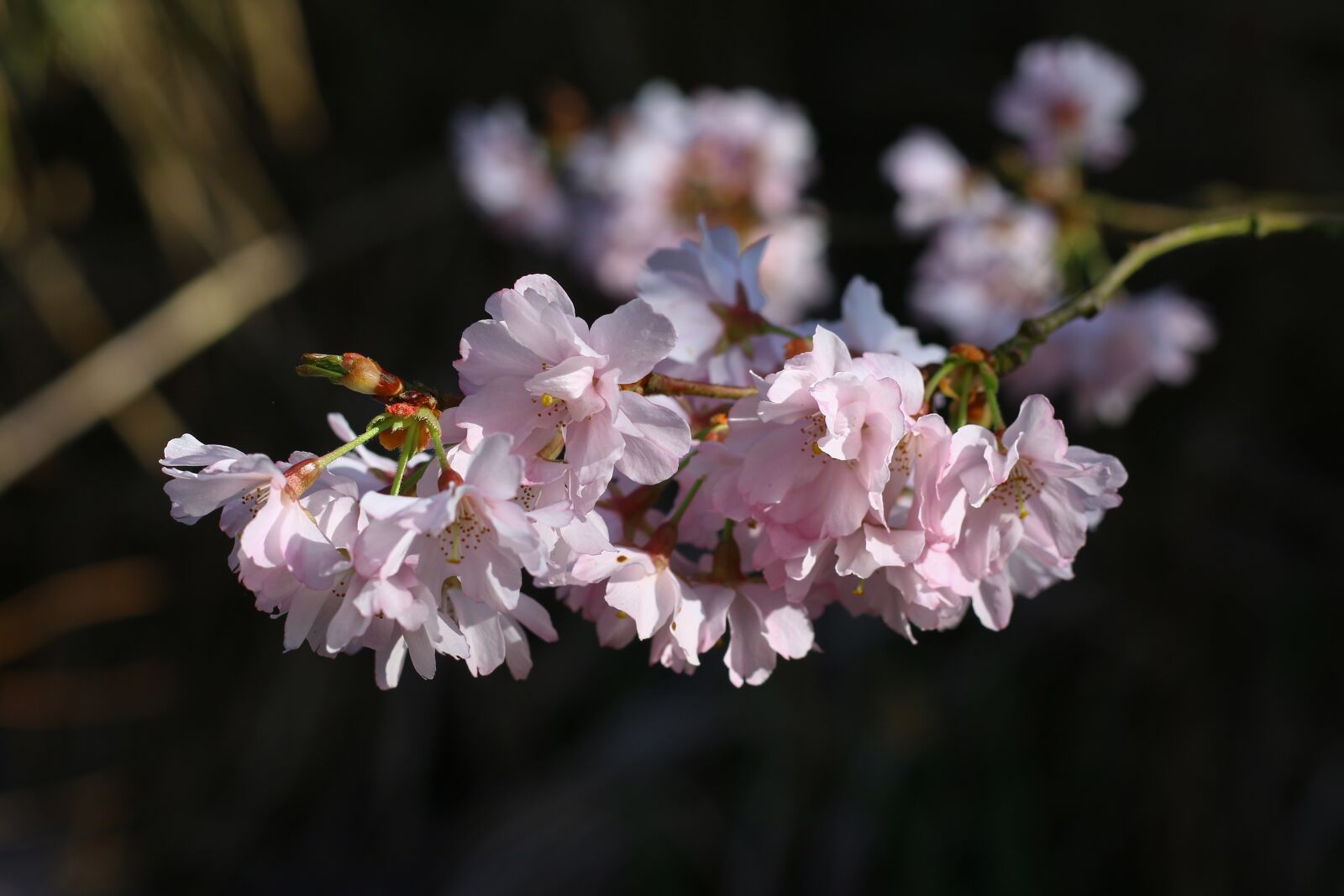 Canon EOS 70D + Canon EF 50mm F1.8 STM sample photo. Prunus, branch, flowers photography