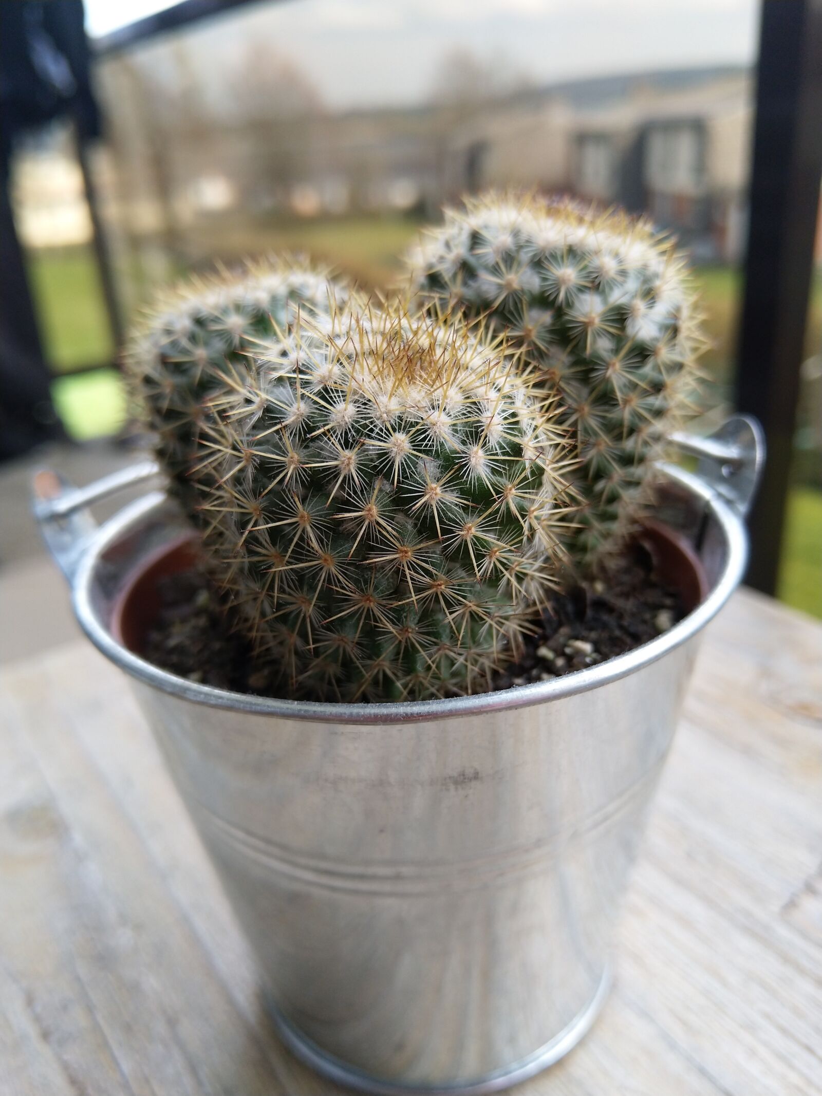 HMD Global Nokia 7 plus sample photo. Cactus, plant, flower photography