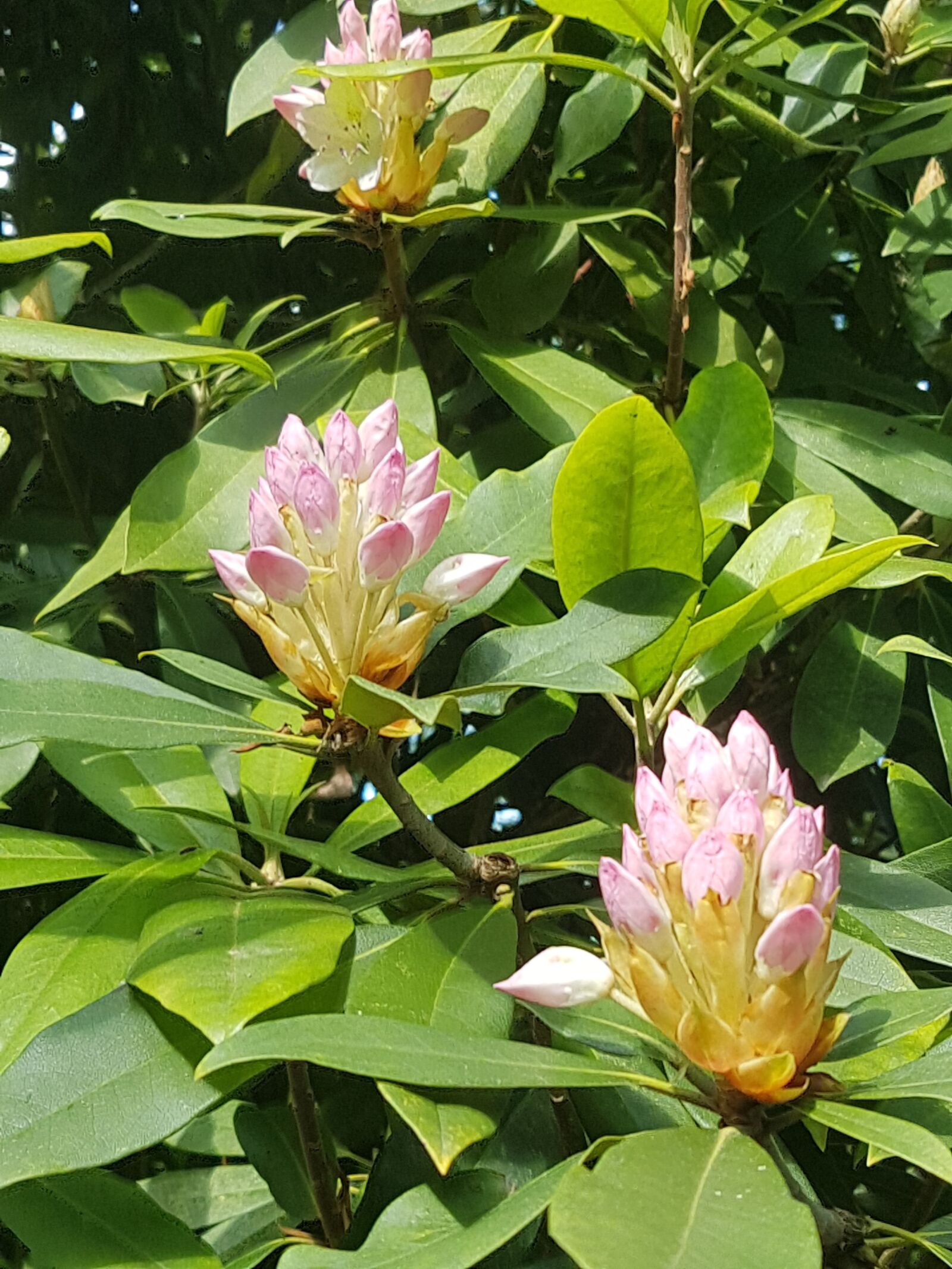 Samsung Galaxy S7 sample photo. Water lily, flowers, nature photography