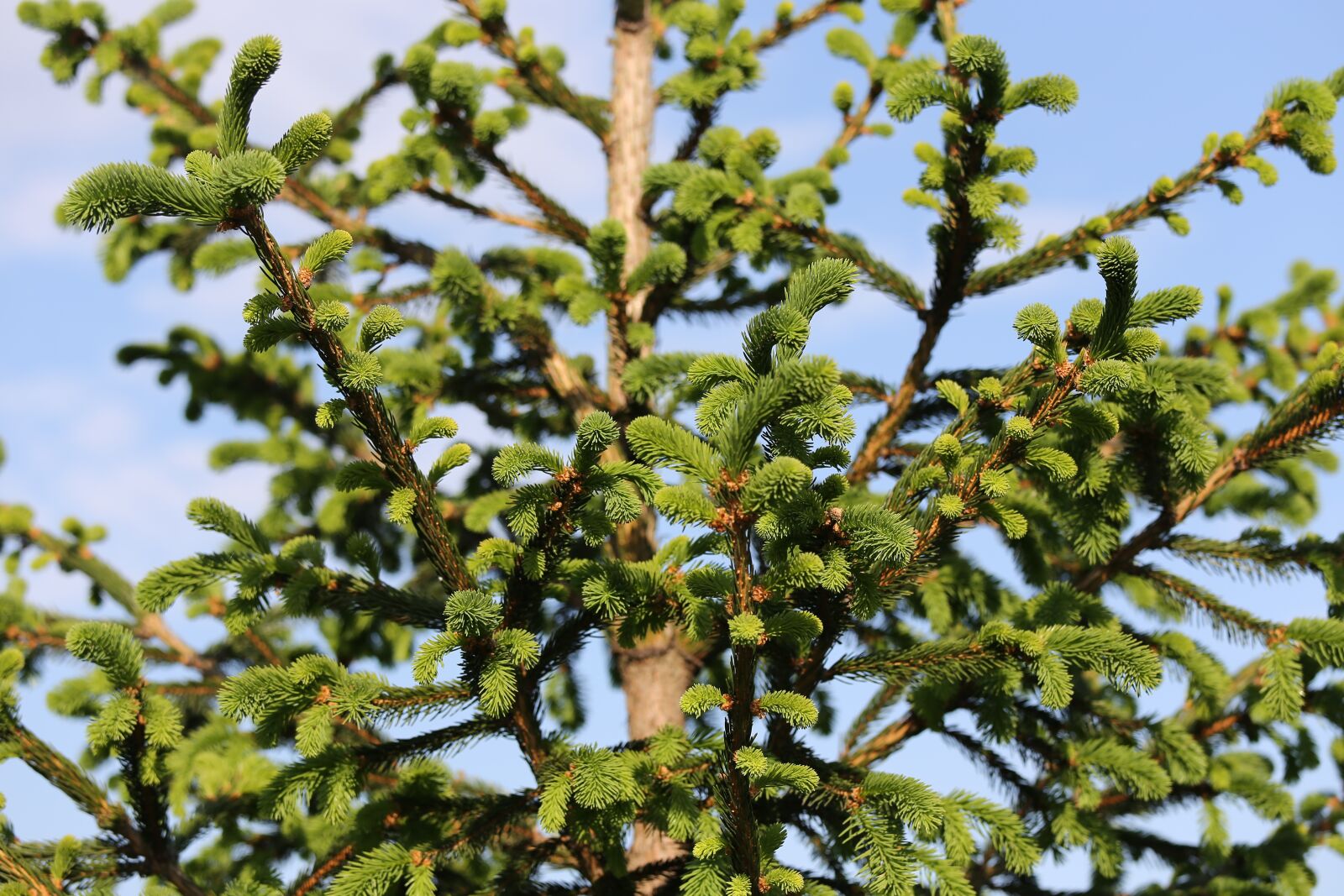 Canon EOS 6D + Canon EF 70-200mm F4L IS USM sample photo. Fir, branches, young shoots photography