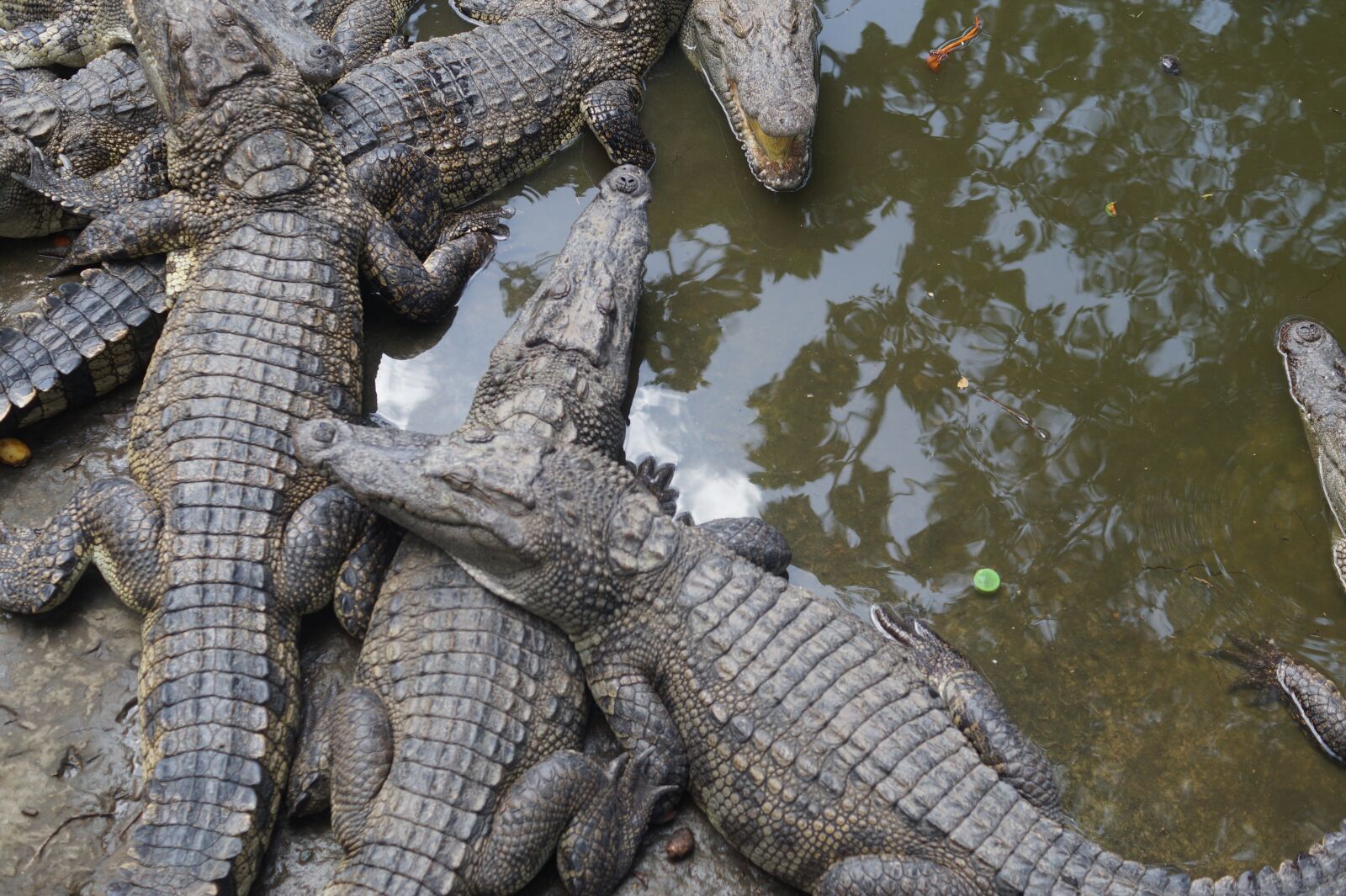 Sony SLT-A58 + Sony DT 35mm F1.8 SAM sample photo. Crocodiles, crocodile, reptile photography