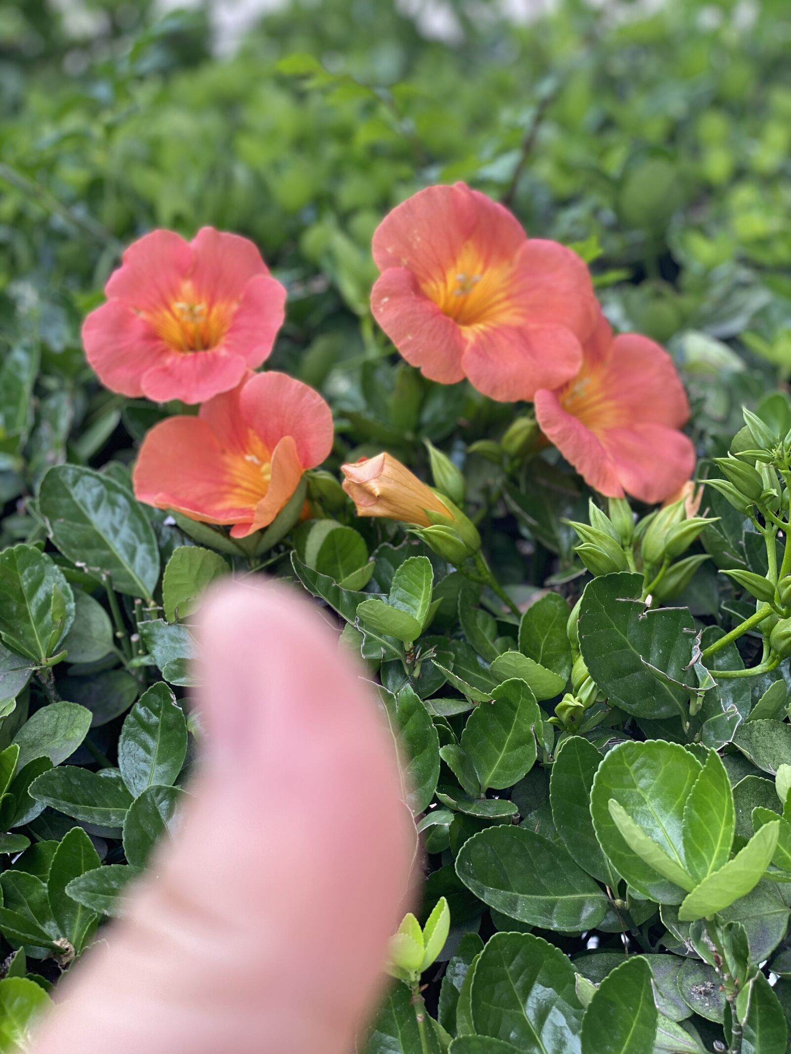 iPhone 11 Pro back dual camera 6mm f/2 sample photo. Flowers, a trumpet creeper photography