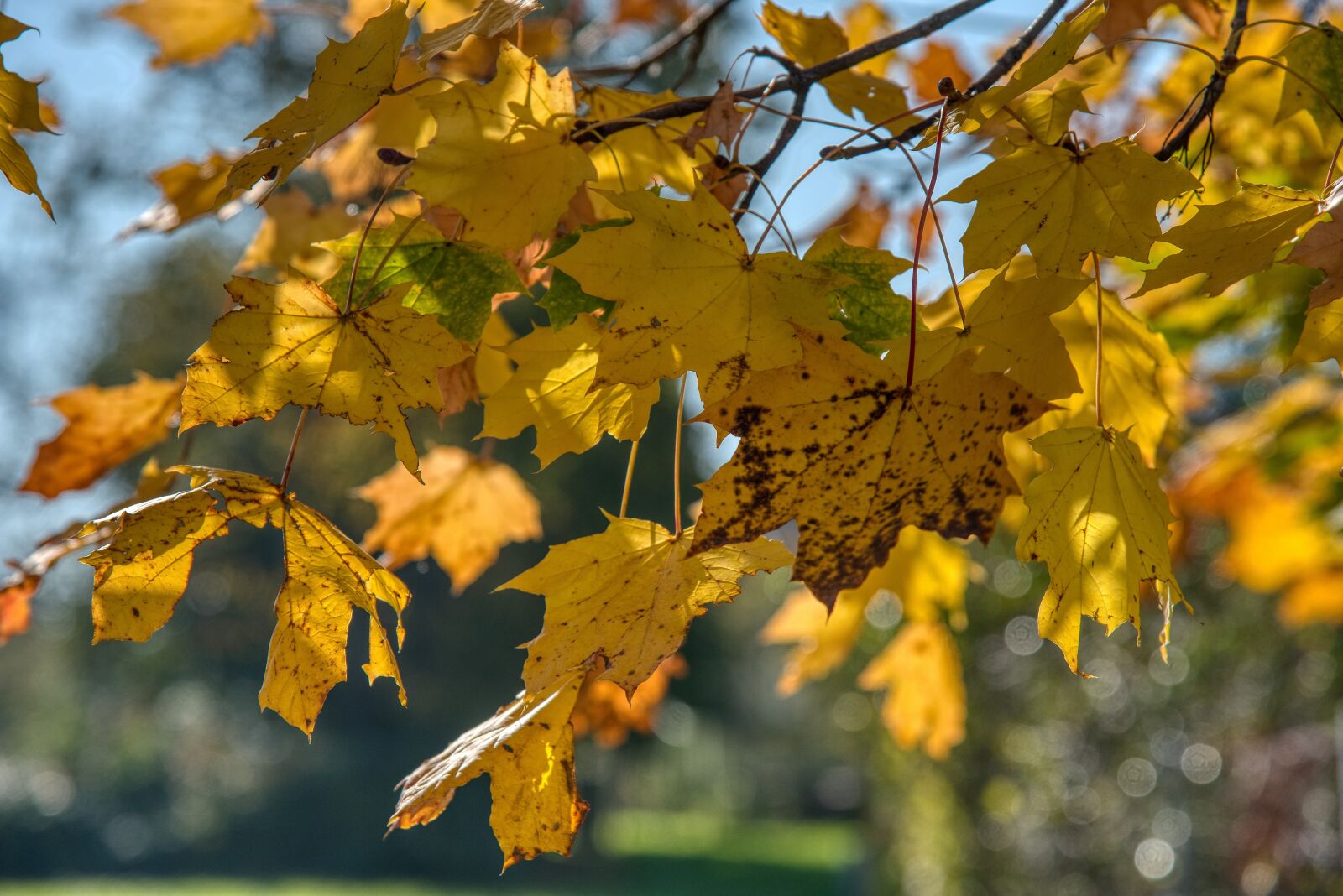 Nikon D750 sample photo. Maple, tree, branches photography