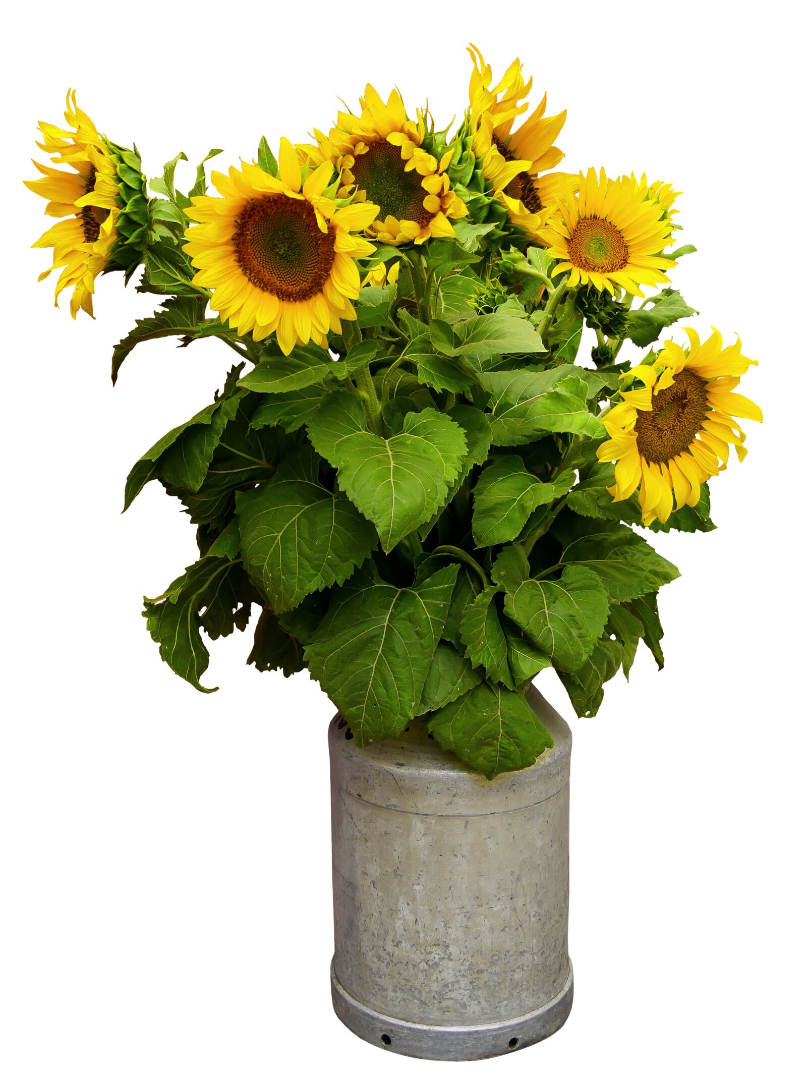 Panasonic DMC-G70 sample photo. Nature, flower, sunflower photography