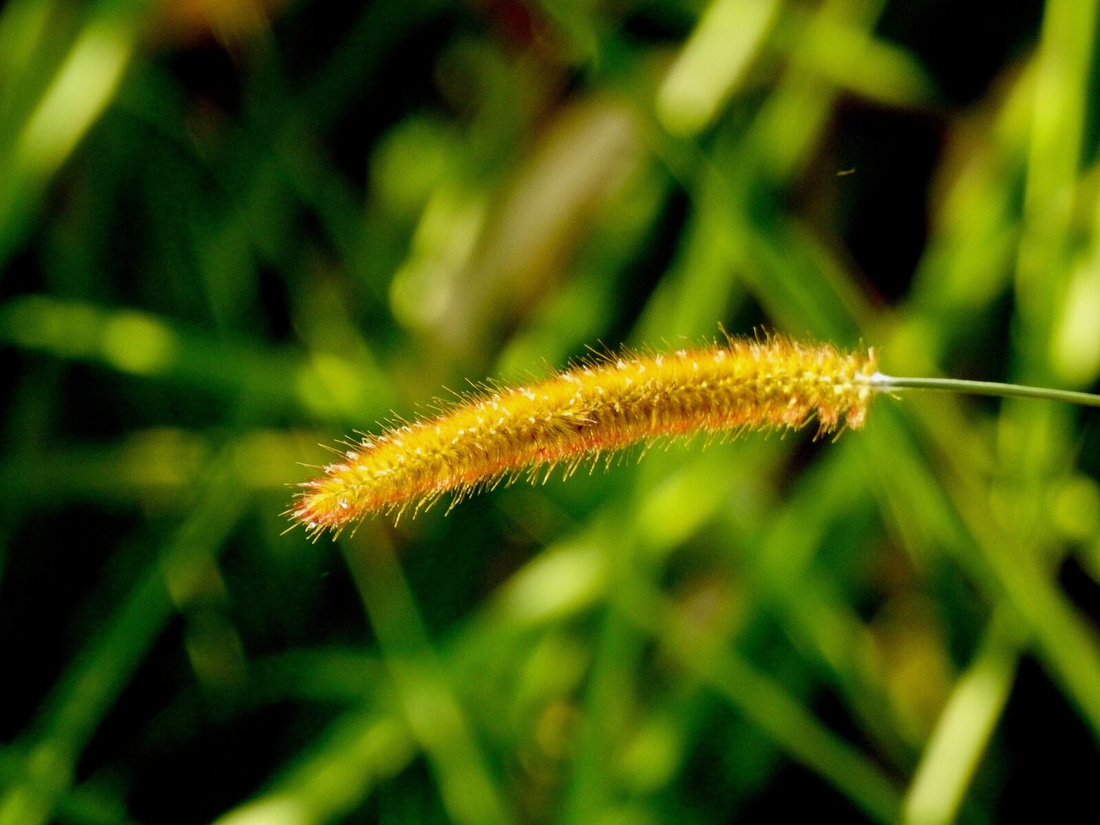 Nikon Coolpix P900 sample photo. Flower, wild, nature photography