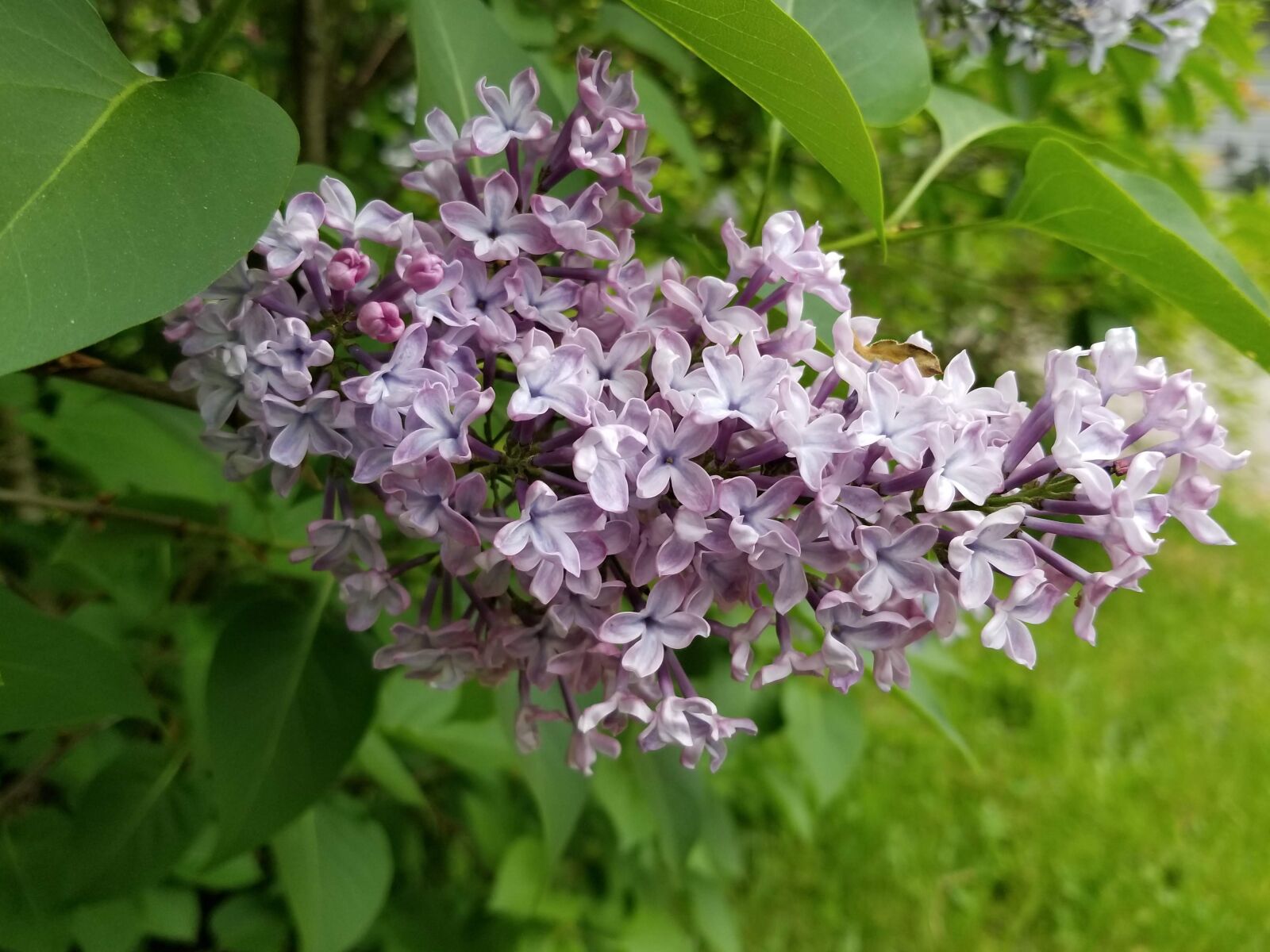 Samsung Galaxy S8 sample photo. Lilac, flower, spring photography