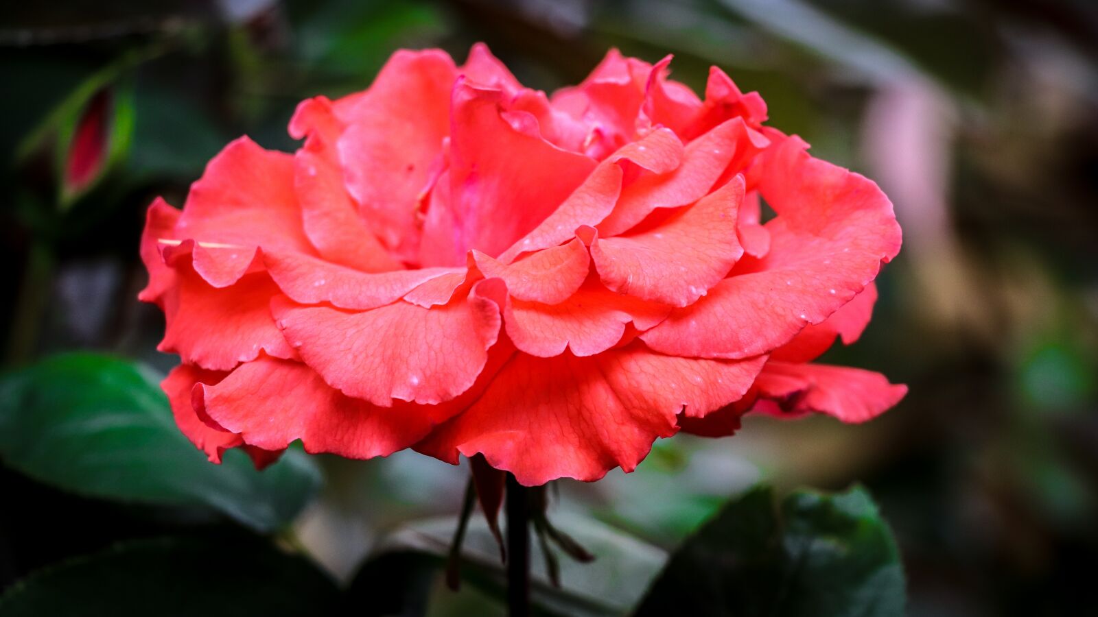 Canon EOS 77D (EOS 9000D / EOS 770D) sample photo. Rose, plant, red photography