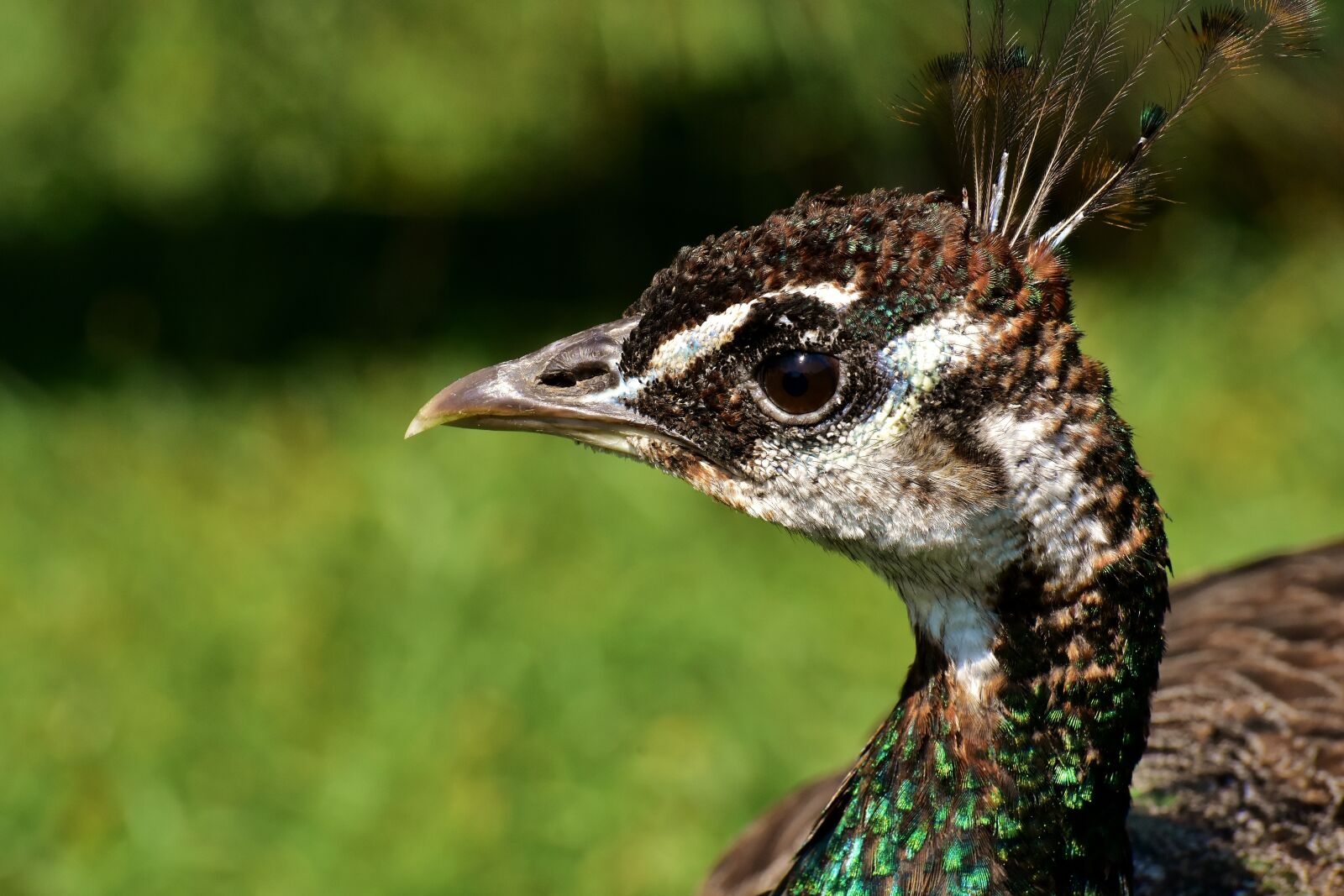 Nikon D7200 sample photo. Peacock, female, bird photography