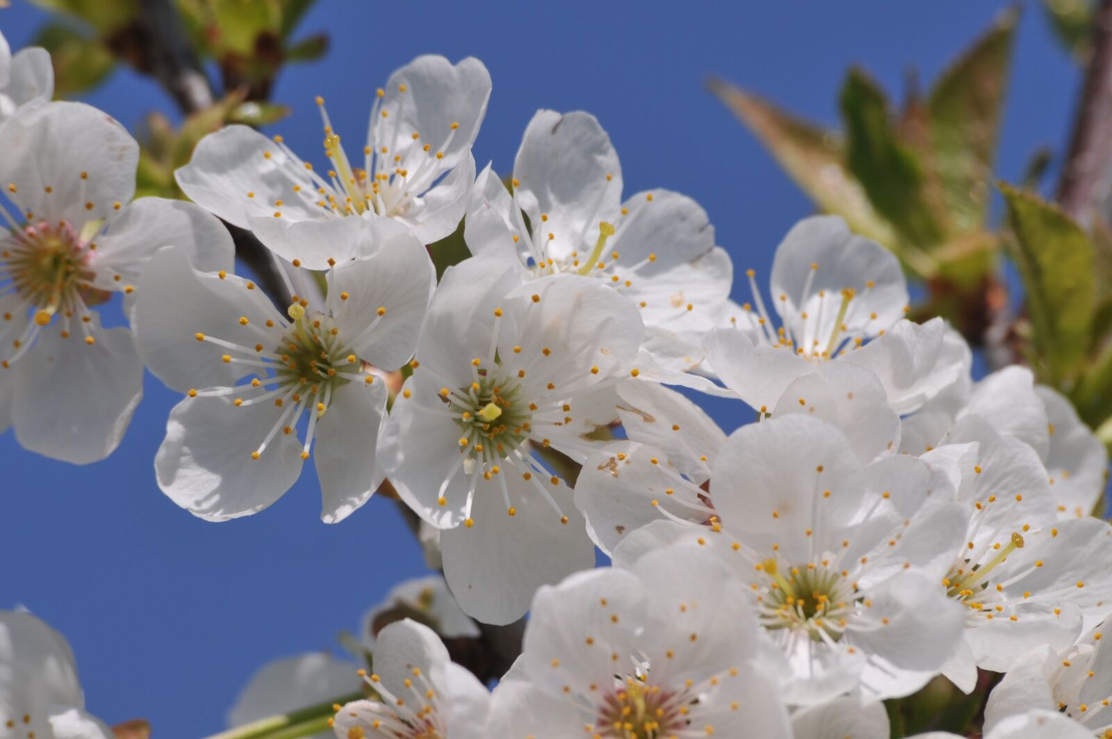 Nikon D300 sample photo. Cherry, april, easter photography